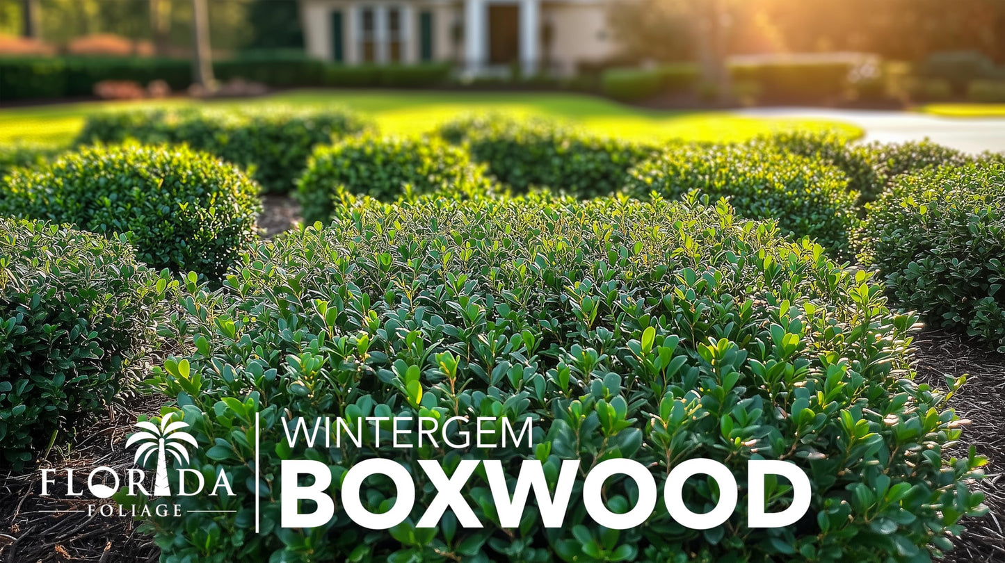 Winter Gem Boxwood | 10 Live Plants | Buxus microphylla Japonica ‘Winter Gem’ | Compact Evergreen Shrubs | Formal Garden Plants for Borders