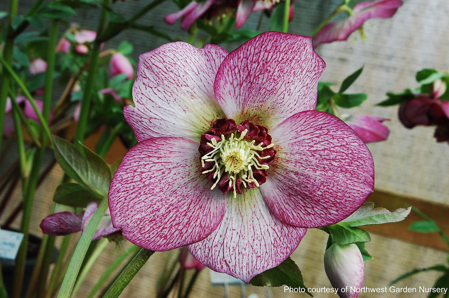 Perennial Farm Marketplace Helleborus x Winter Jewels 'Cherry Blossom' (Lenten Rose) Perennial, 1 Quart, Red Flowers