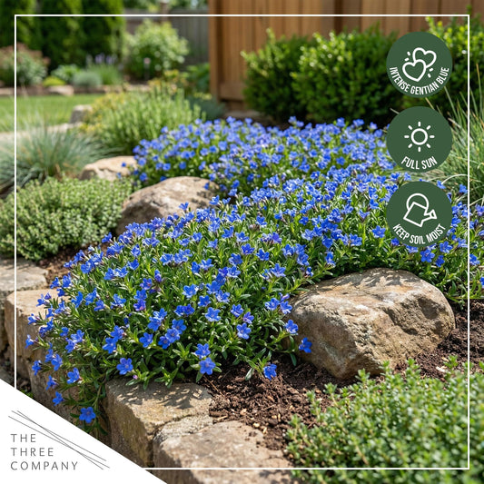 Live Lithodora 2-Pack – Blue – Evergreen Groundcover Perennial, Spring Flowers, 6” Tall, 1 Qt Pot