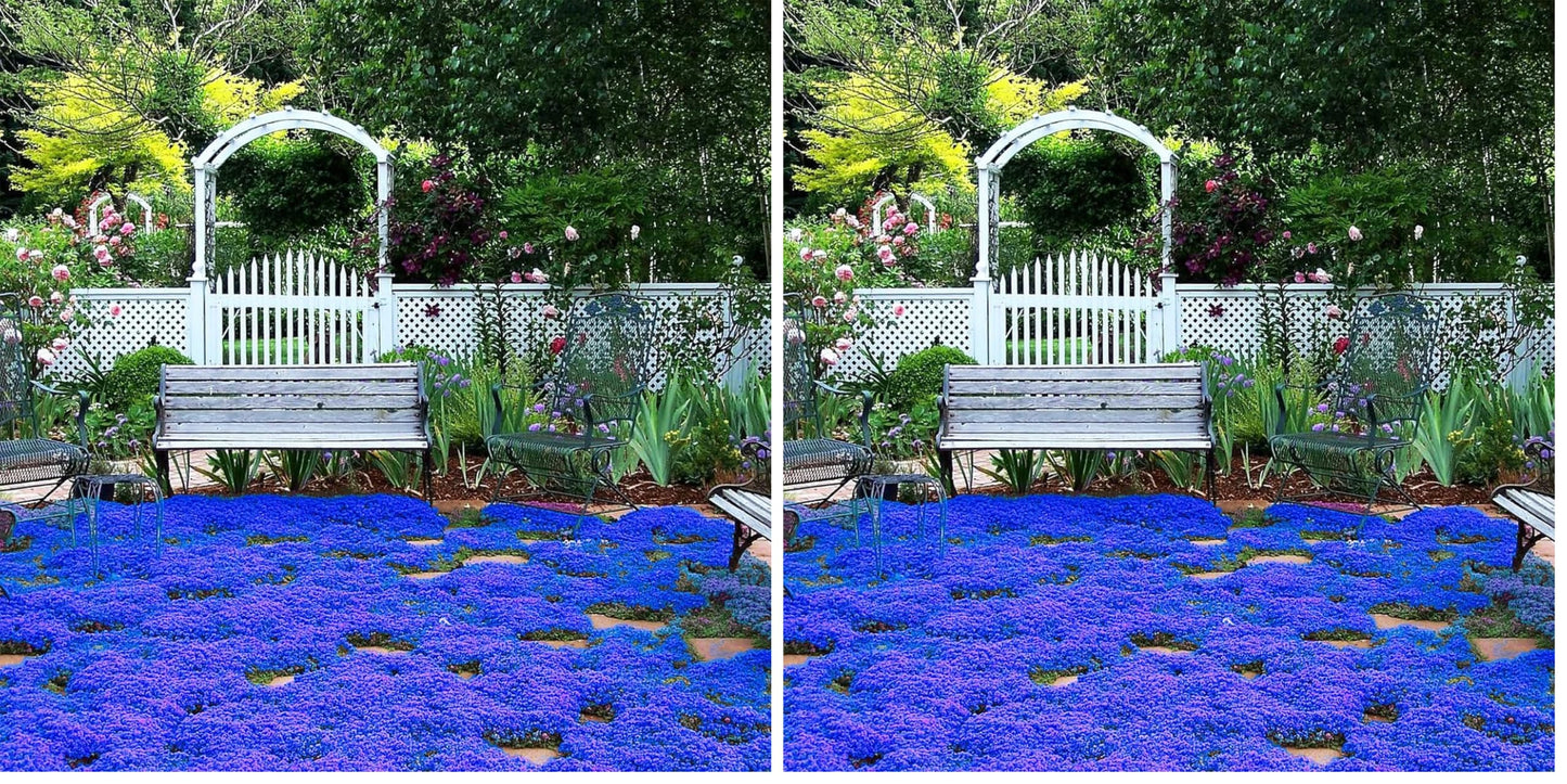 20000+ Magic Blue Creeping Thyme Seeds for Planting Ground Cover Plants Heirloom Flowers Perennial Thyme Non-GMO Thymus Serpyllum Seed (Pack of 2)