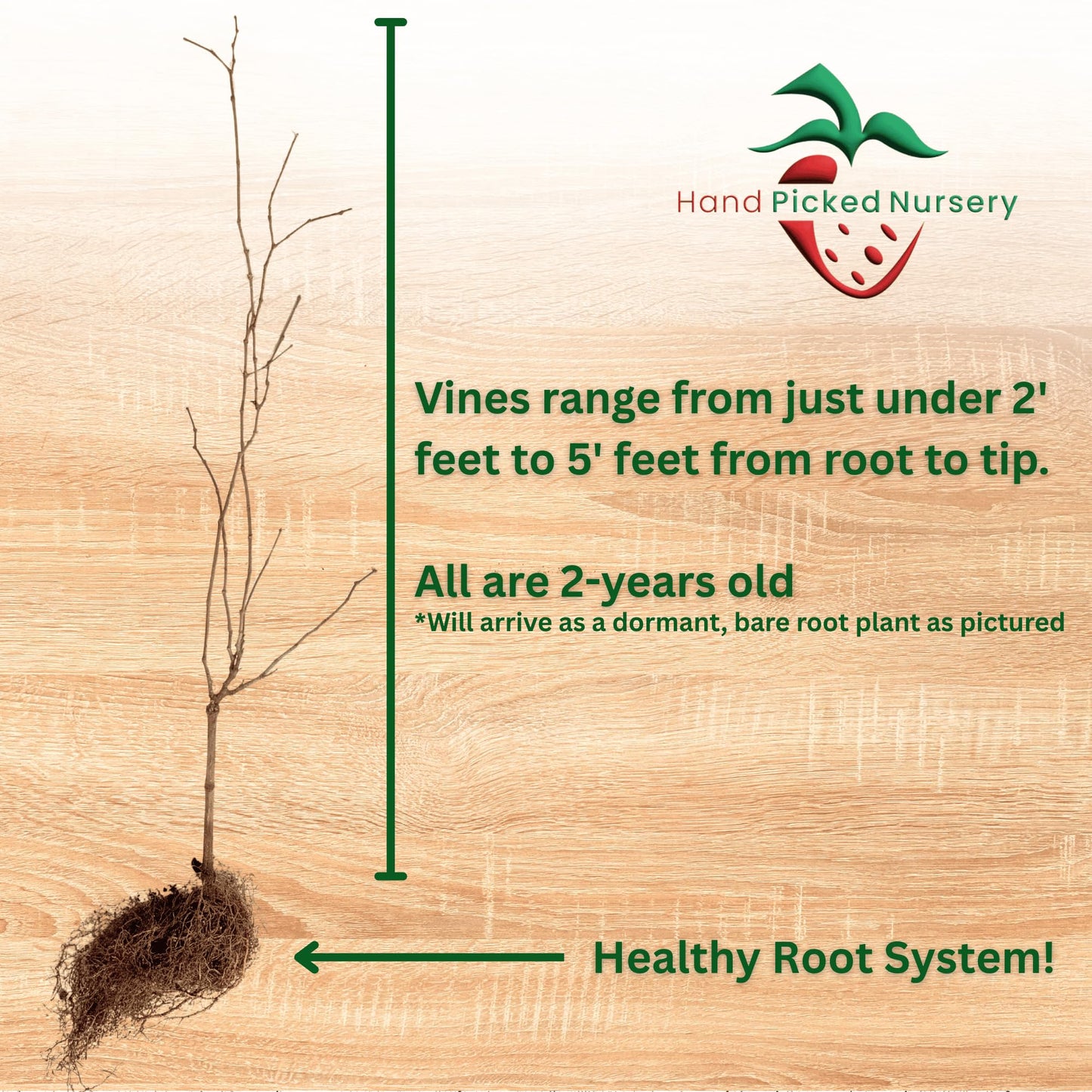 Hand Picked Nursery Late Fry Muscadine Grape Vine - 2 Year Old Bare Root Live Plant - 1-2t Tall - Bronze Female Plant (1)