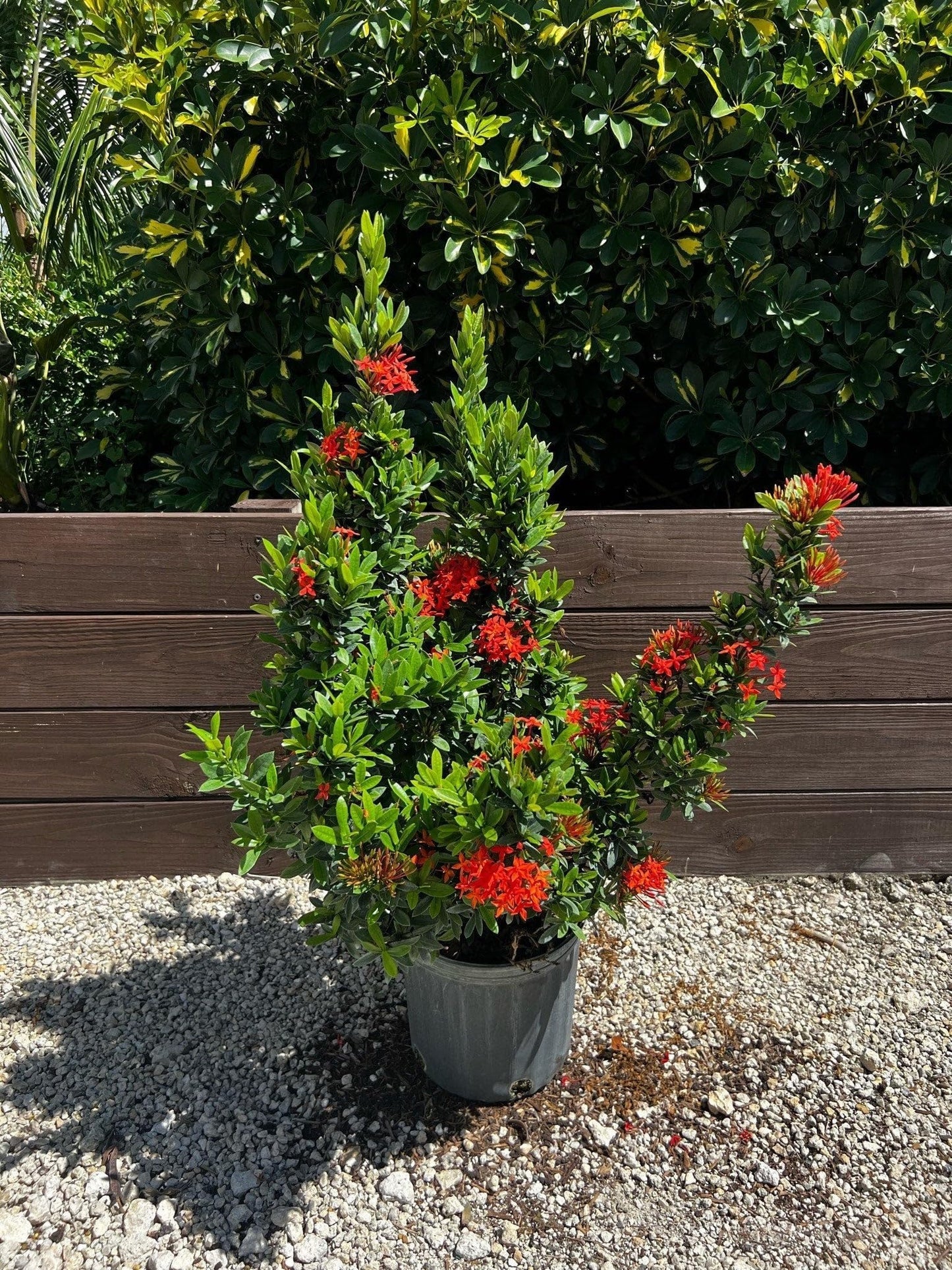 Ixora Taiwanese Red | 2 Extra Large Trade 3 Gallon Plants | Ixora chinensis | Lush Tropical Bloomer | Vibrant Garden Addition