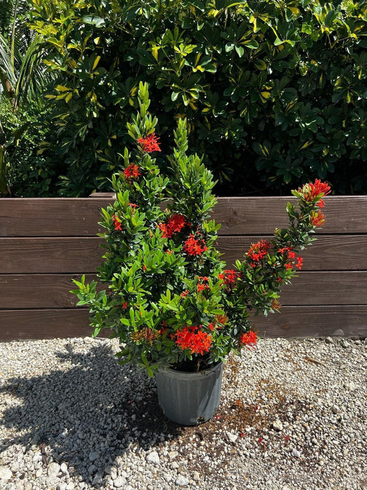 Ixora Taiwanese Red | 1 Extra Large Trade 3 Gallon Plant | Ixora chinensis | Lush Tropical Bloomer | Vibrant Garden Addition
