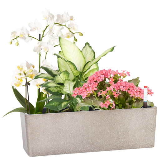 GardenBasix Elongated Self Watering Planter Pots Window Box 5.5 x 16 inch Indoor Home Garden Modern Decorative Planter Pot for All House Plants Flowers Herbs (Coffee,1-Pack)