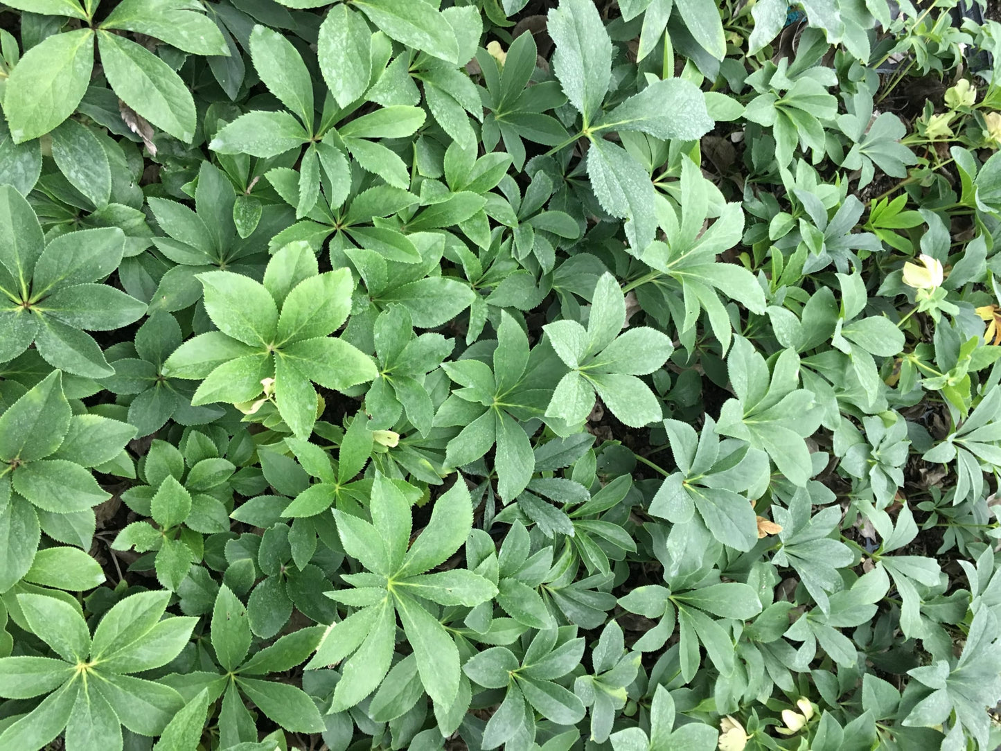 8 Containers of Mixed Lenten Rose/Hellebore in 2.5 Inch Pots- Great for Fall Planting!