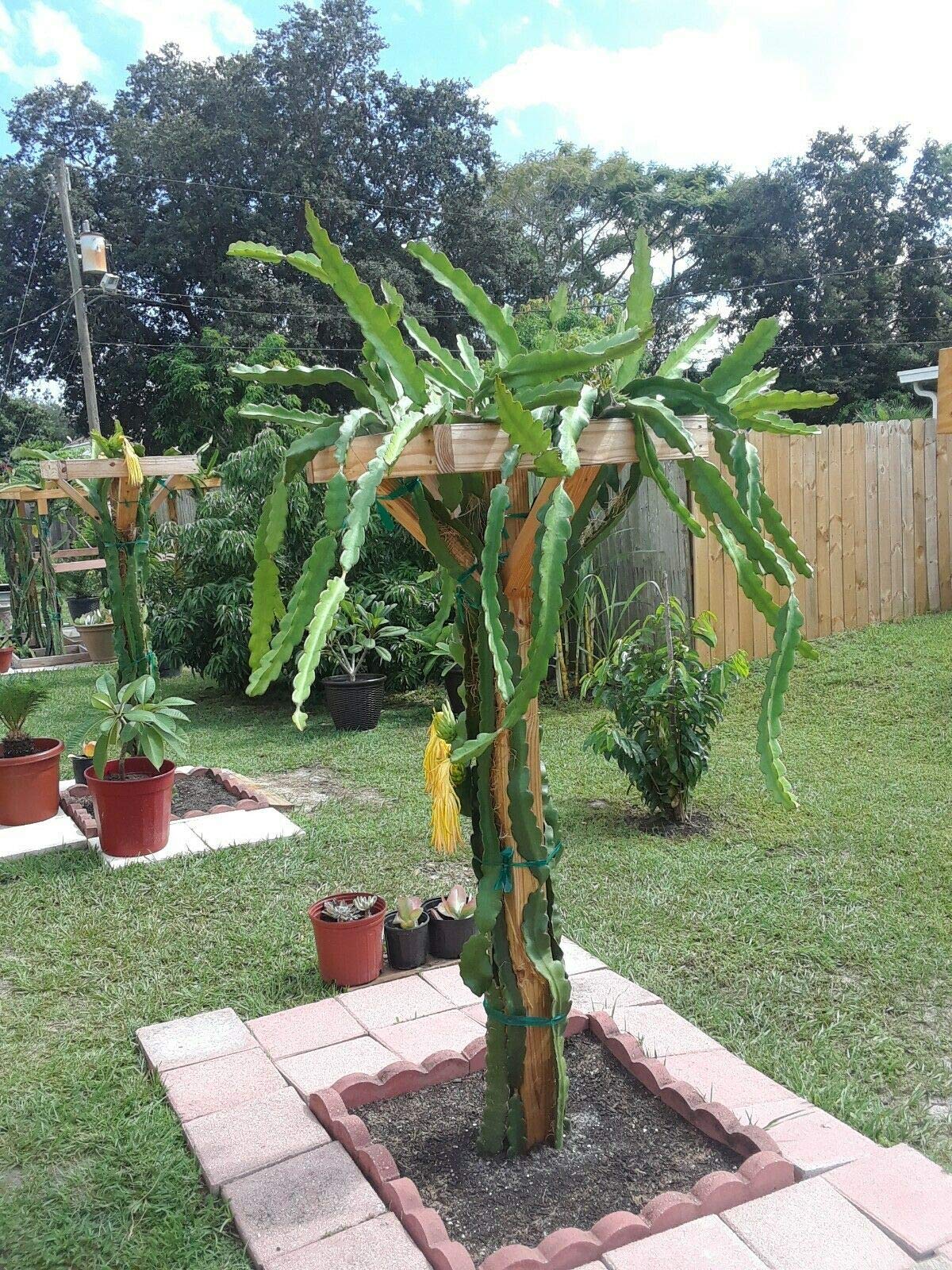12" Dragon Fruit Cactus Plant W/Pot Hylocereus Undatus Pitaya SELF Pollinating