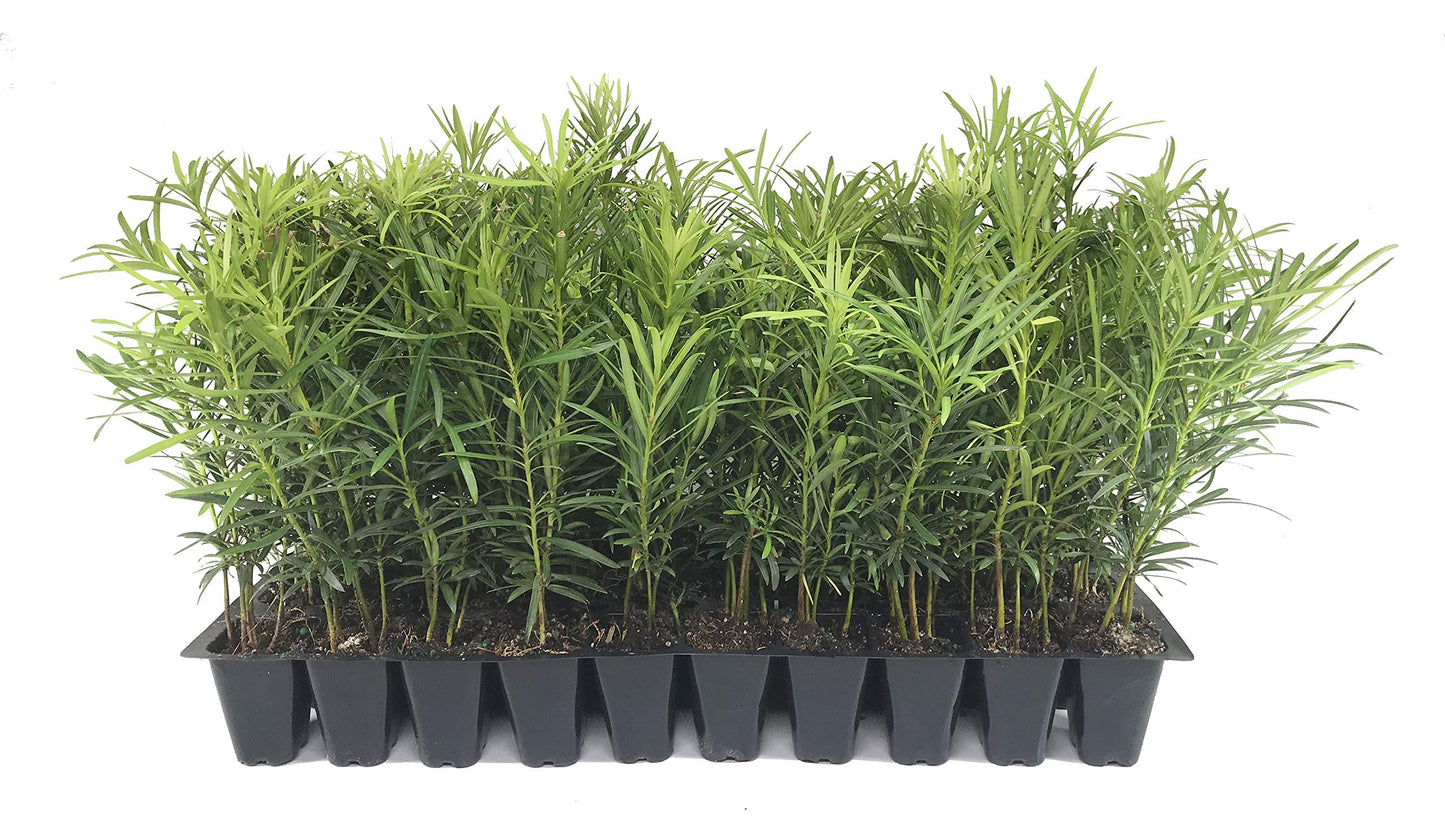 Podocarpus Japanese Yew | 10 Live Plants | Podocarpus Macrophyllus | Evergreen Shrub, Low Maintenance, Drought Tolerant, Privacy Screen Landscaping, Fast Growing, Ornamental Foliage