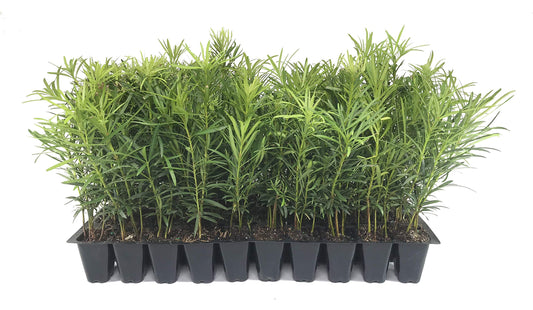 Podocarpus Japanese Yew | 30 Live Plants | Podocarpus Macrophyllus | Evergreen Shrub, Low Maintenance, Drought Tolerant, Privacy Screen Landscaping, Fast Growing, Ornamental Foliage