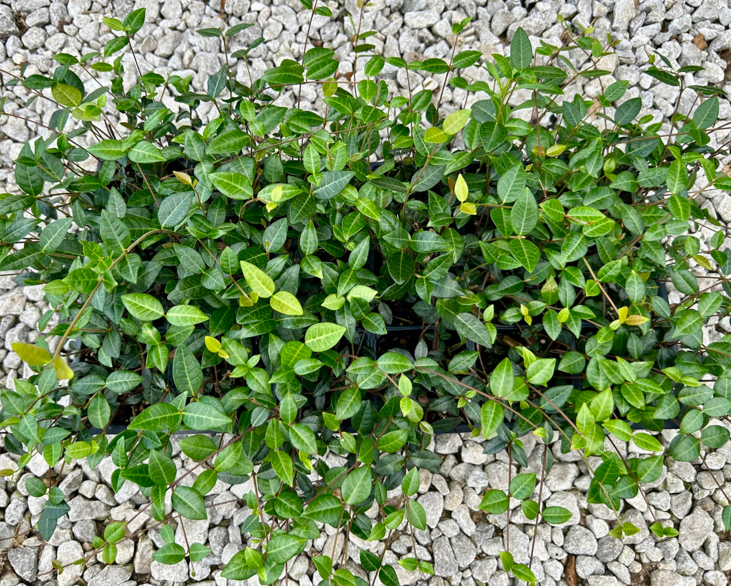 Asiatic Jasmine Live Plants, 3 inch Pot, Evergreen Ground Cover 18 Count