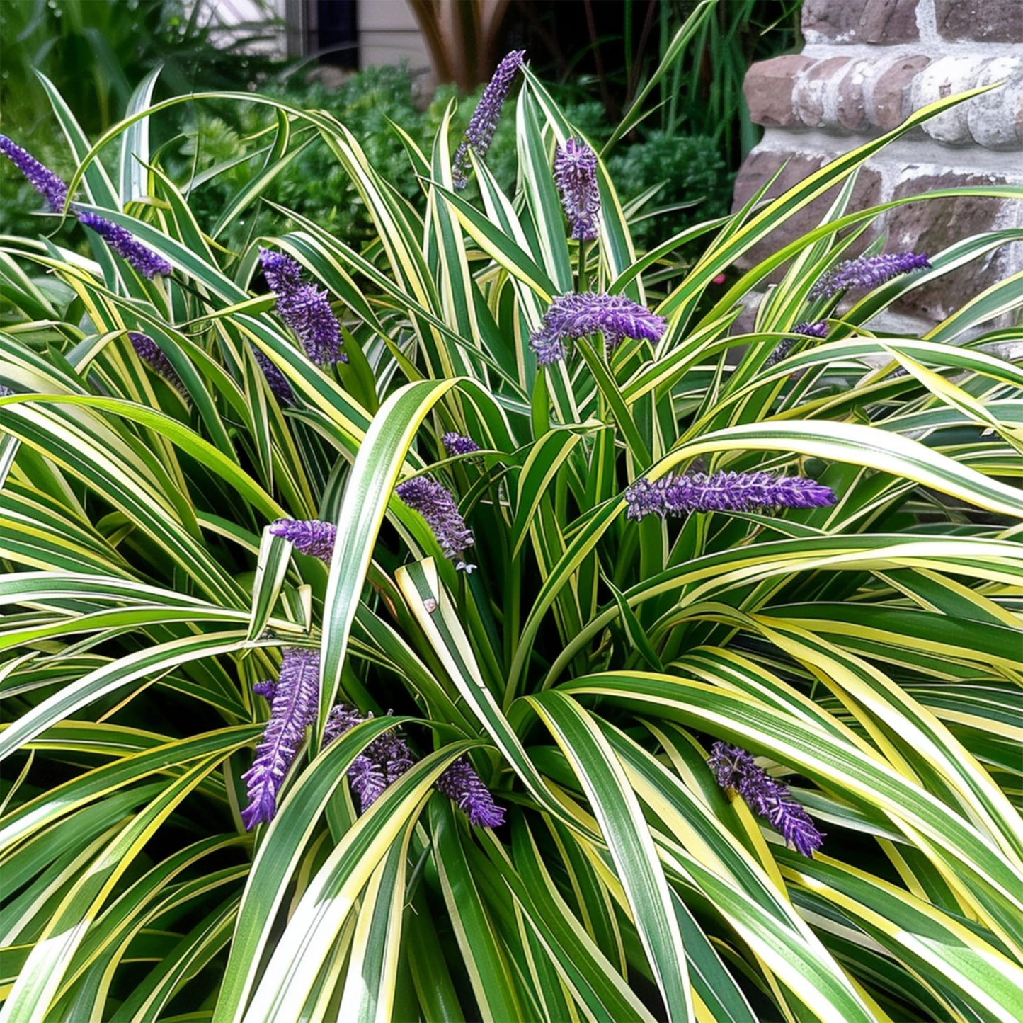 Variegated Liriope | 36 Live 4 Inch Pots | Liriope Muscari Variegata | Ornamental Ground Cover Plants | Evergreen Foliage