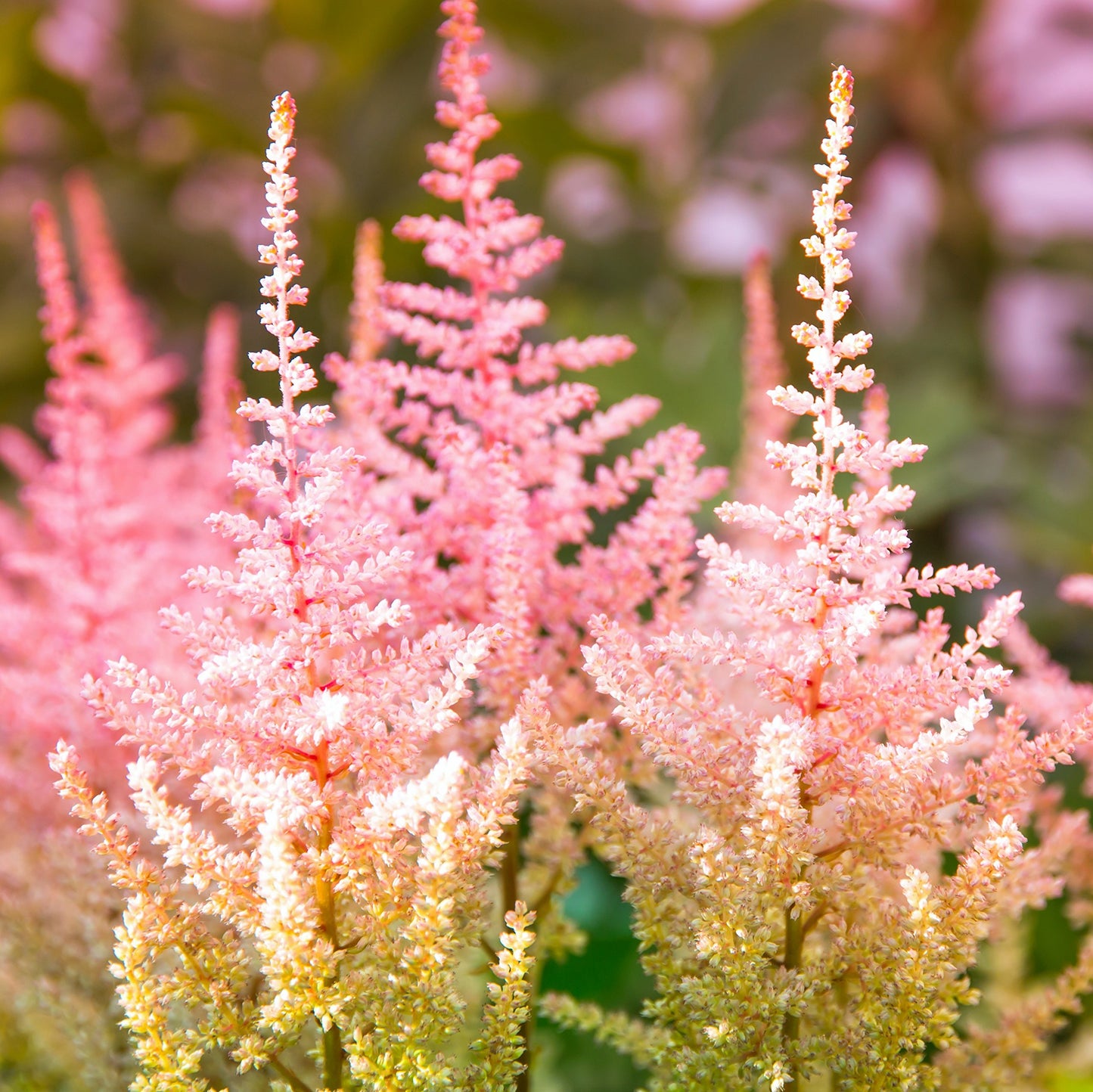 Easy to Grow Astilbe Peach Blossom 1 Plant Bareroot - Summer Coral Pink Blooms in Shade, Pollinator Friendly Flowers (False Spirea, Goat's Beard)