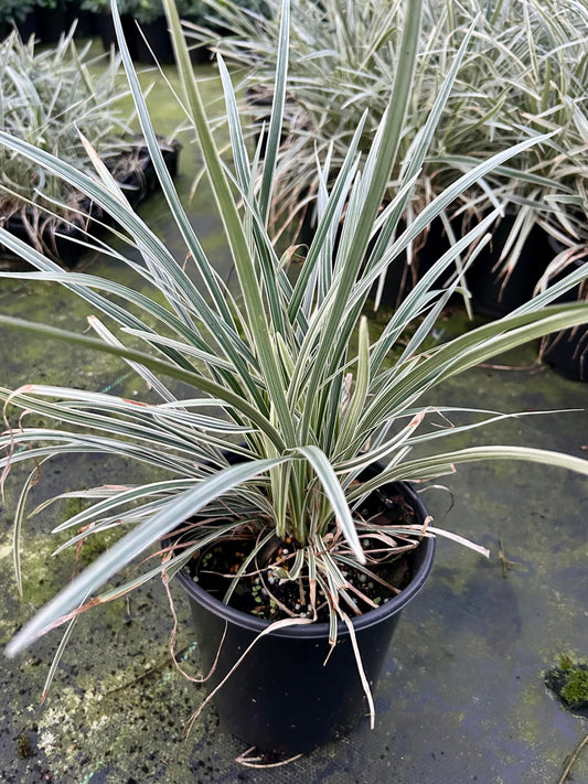 Aztec Grass Live Plant, Variegated Green and White Foliage, Ornamental Grass for Garden and Landscape (2, 1-Gallon)