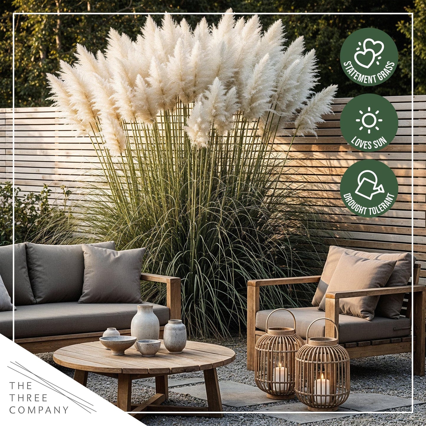 Live Ornamental Pampas Grass (Cortaderia selloana) - White (4 Pack) - Perennial Accent Plant - 10" Tall by 5" Wide in 1.5 Qt Pot