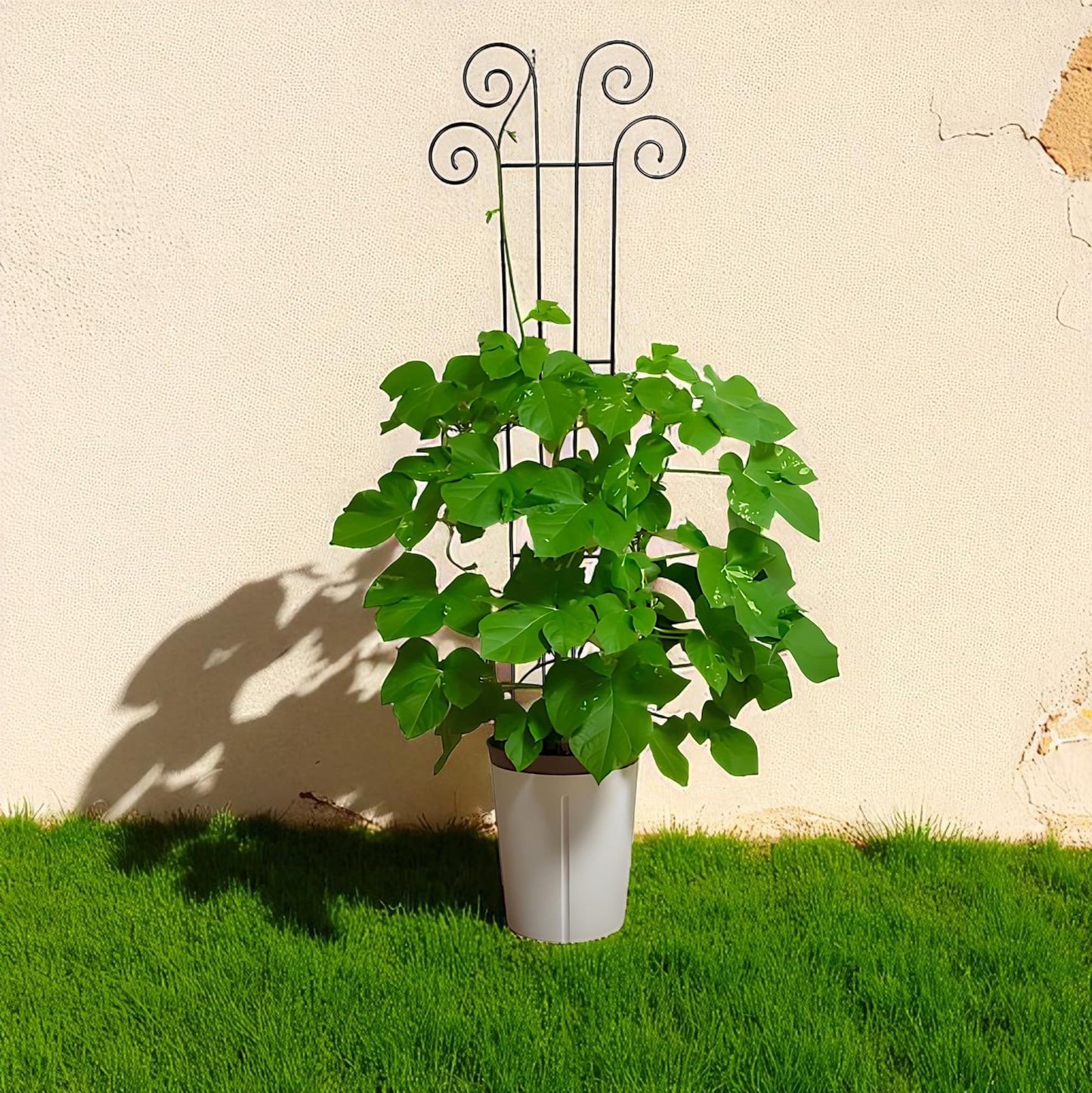 Hosley's 48" High Set of 2 Wave Iron Trellis Ideal Gift for Floral Arrangements Wedding or Party and Use Next to Structures Home or Office or in Planters for Growing Floral Plants Vines and Vegetables