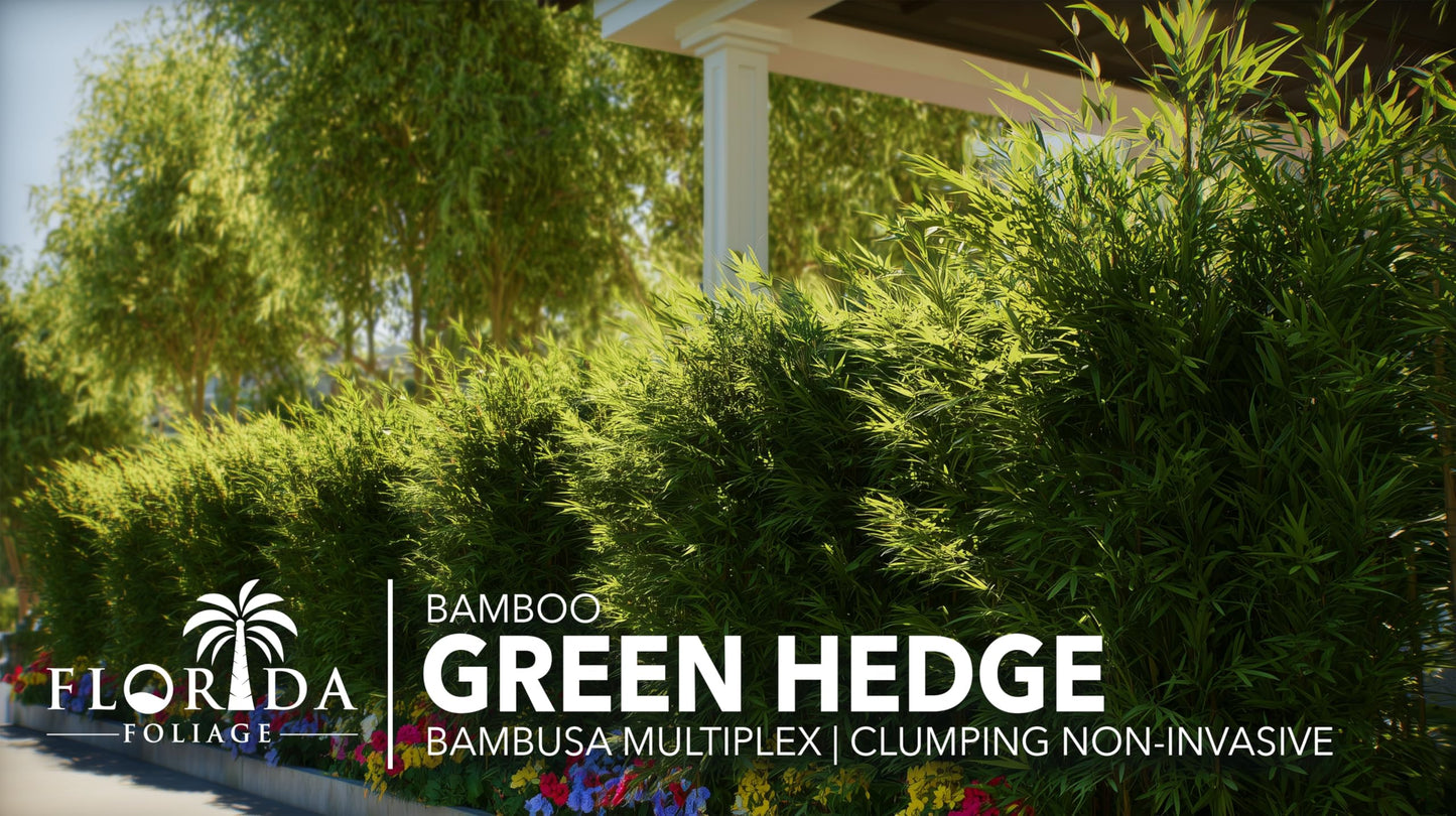 Bamboo Green Hedge | 2 Extra Large Trade 3 Gallon Plant | Bambusa multiplex | Upright Clumping Bamboo | Fast Growing Privacy Hedge Windbreak Gardens Borders Beds Walkways Decorative Accent Outdoor