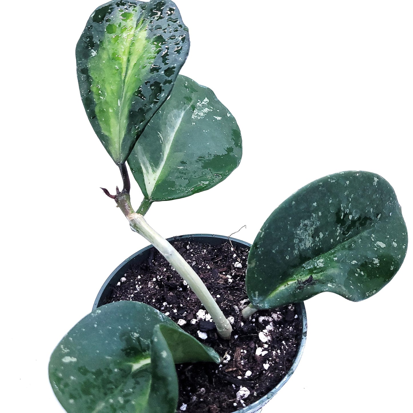 Hoya Obovata Variegated Live Houseplant 4" Pot Easy Care pet Friendly Plant - Variegations Vary from one Another - Ships from California