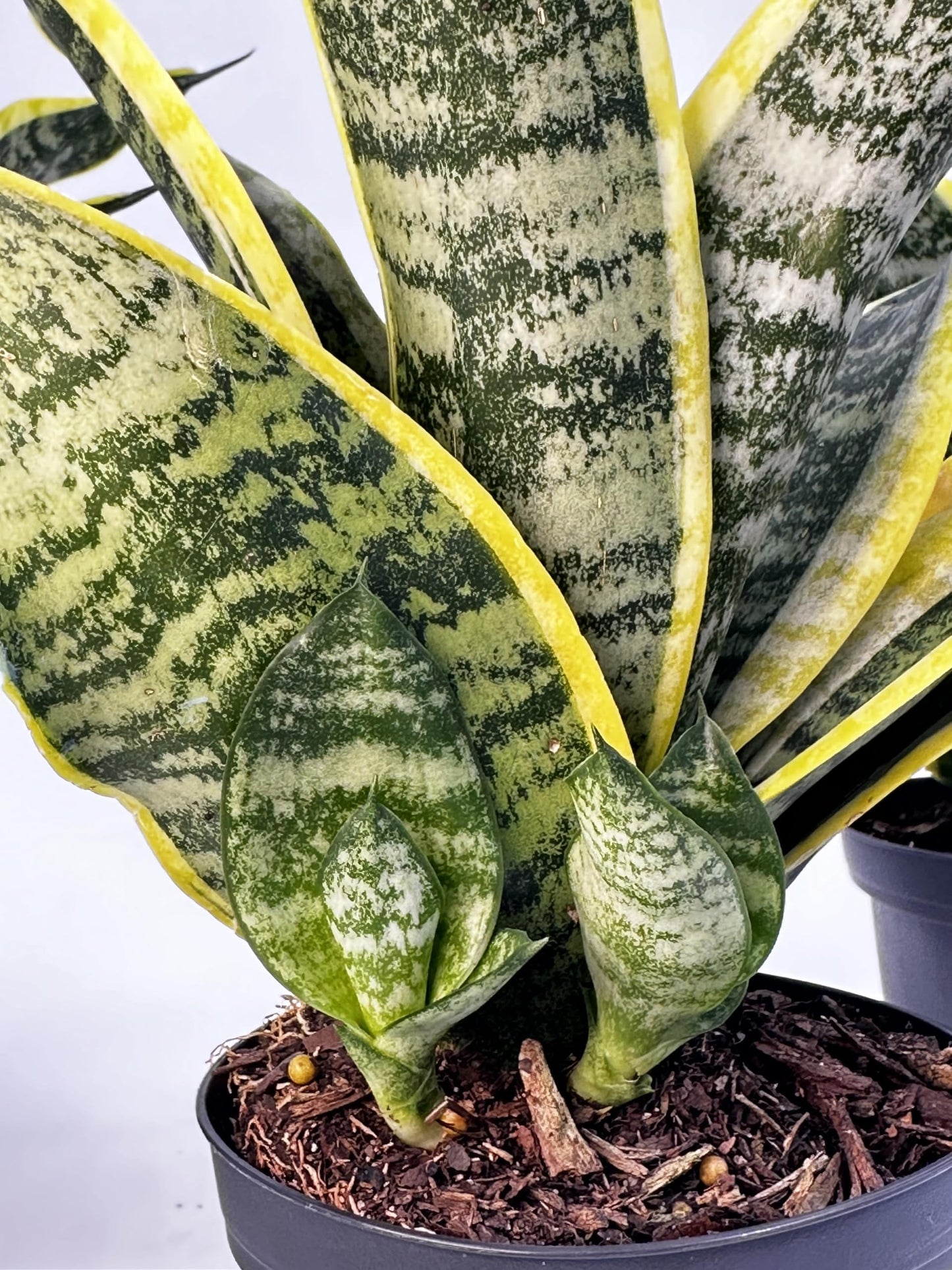 Everbloom Growers, 3 Pack of Live Sansevieria in 4 Inch Pots, Snake Plant Low Maintenance Indoor and Outdoor Plant, Air Purifying