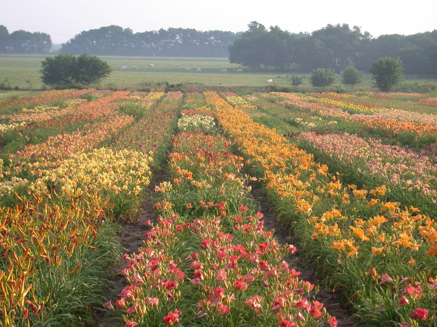 6 Pack - Daylilies by The Dozen, Easy to Grow, Growers Choice (6 Bareroots)