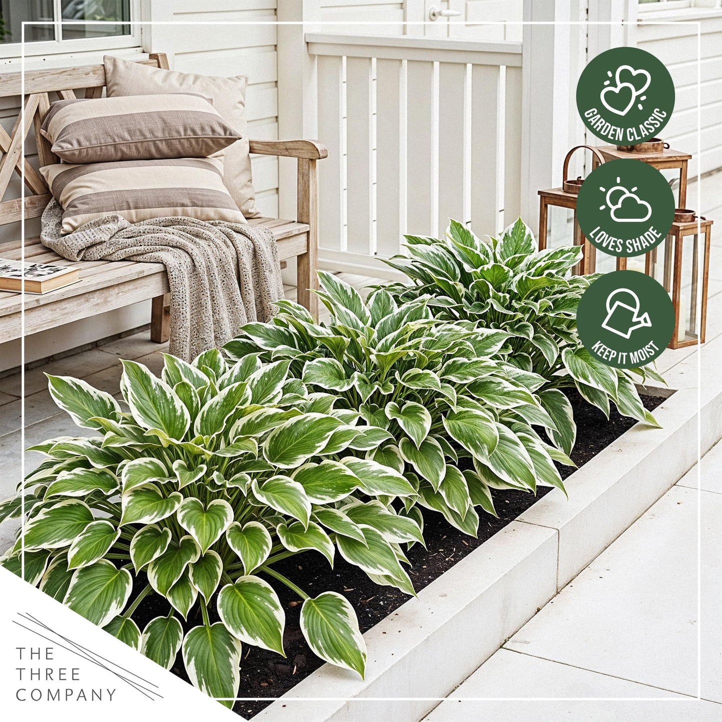 Live Perennial Hosta - Libby (3 Plants Per Pack) Beautiful Accent Plant, 10" Tall by 4" Wide in 1 Qt Pot