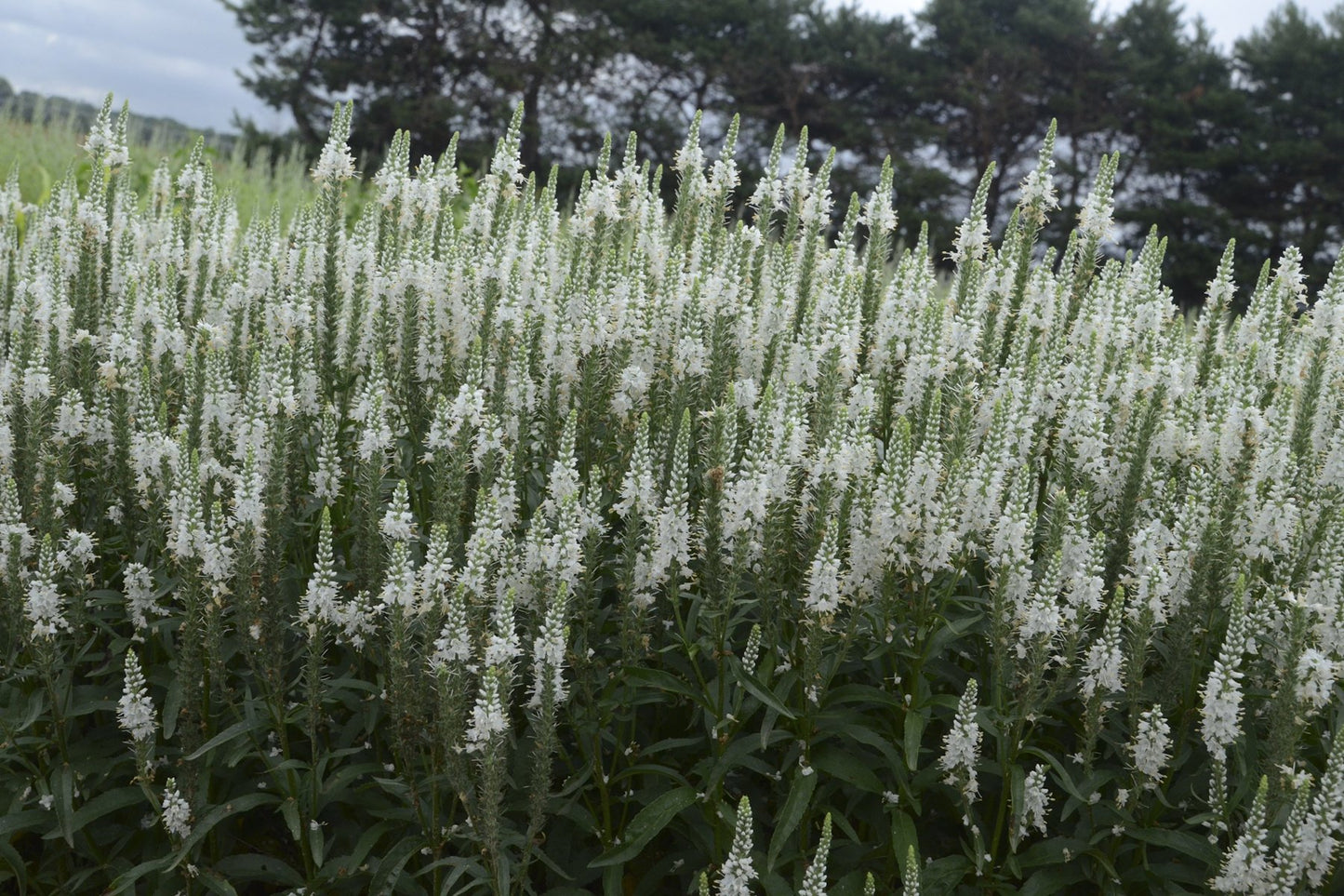 Live Plant from Green Promise Farms - Proven Winners, Veronica Magic Show 'White Wands' Spike Speedwell, White Flowers - #1 Gallon Size Container