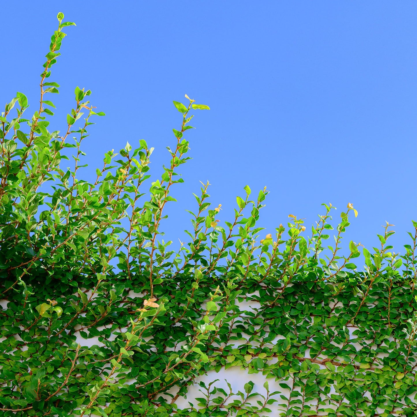 Perfect Plants Creeping Fig 1 Gallon | Live Shrub for Landscaping | Evergreen Vine Grows on Walls, Arbors, or Trellis