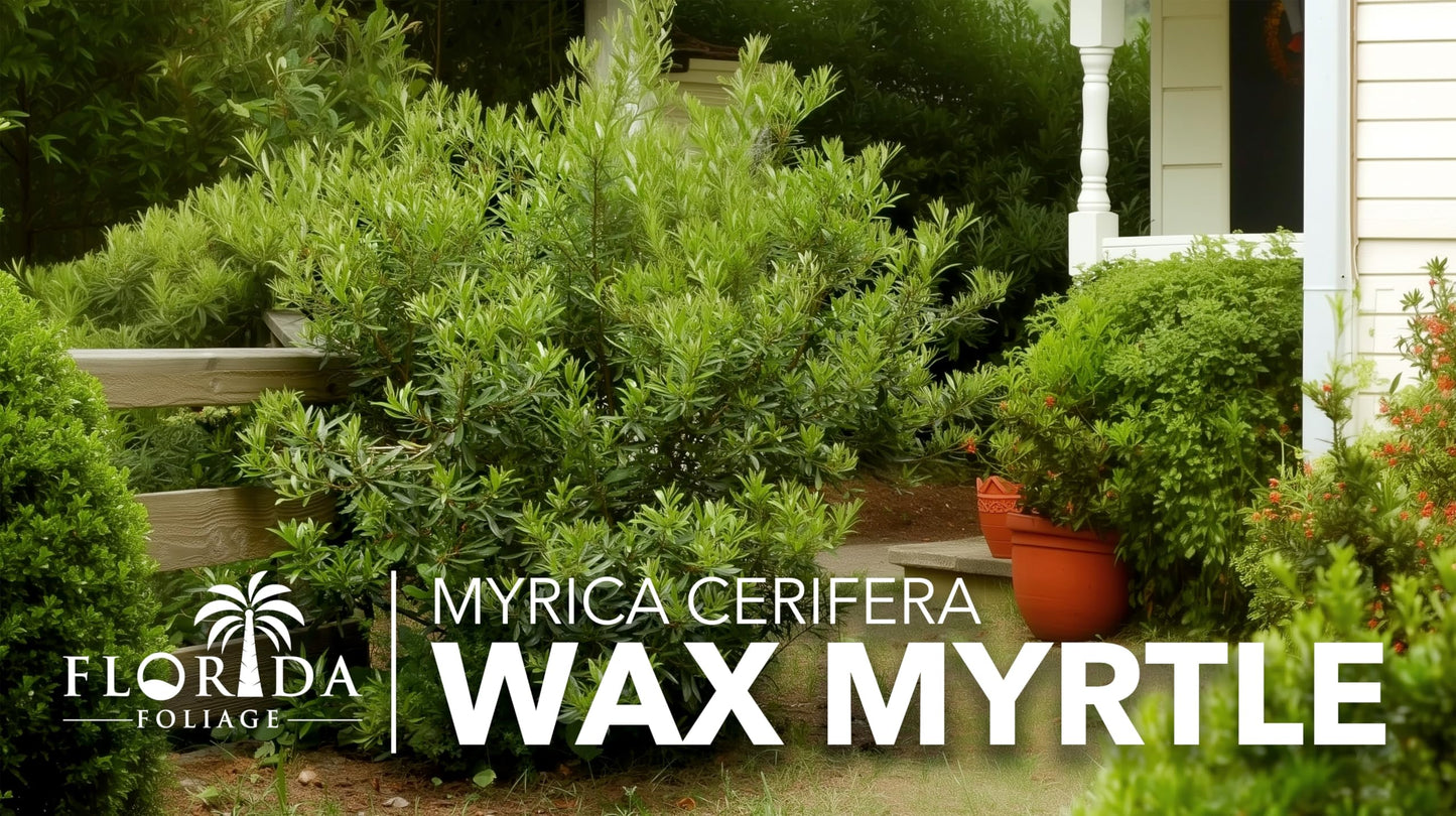 Wax Myrtle | 3 Live 4 Inch Plants | Myrica Cerifera | Fast Growing Shrub, Privacy Screen, Evergreen Foliage, Ornamental, Drought Tolerant, Low Maintenance, Garden Landscape