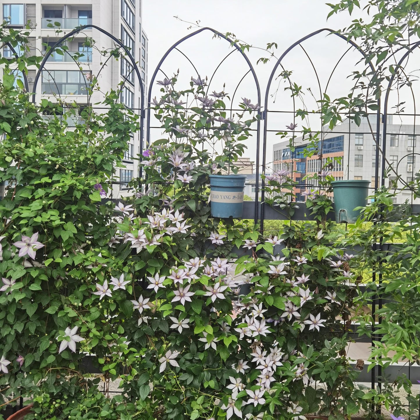 2 Pack Metal Garden Trellis 78.7" H,Rustproof Trellis for Climbing Plants,Outdoor Support for Roses Jasmine Vine,Garden Fence for Potted Plants &Flower Beds, Black