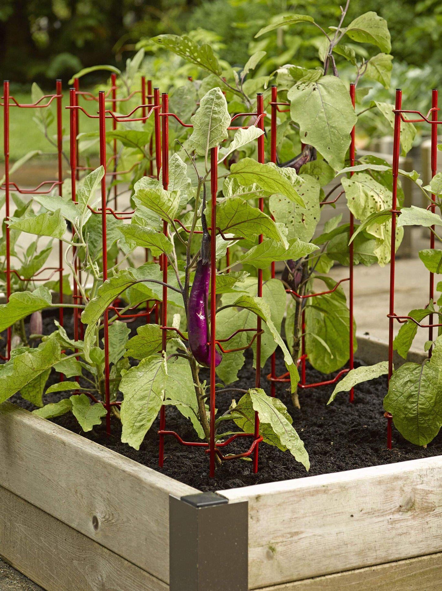 Gardener's Supply Company Pepper and Eggplant Garden Stakes | Upright Metal Vegetable Plant Supports | Sturdy V -Shape Stackable Ladder Trellis | 6" W x 6" D x 32" H (Set of 3) - Red