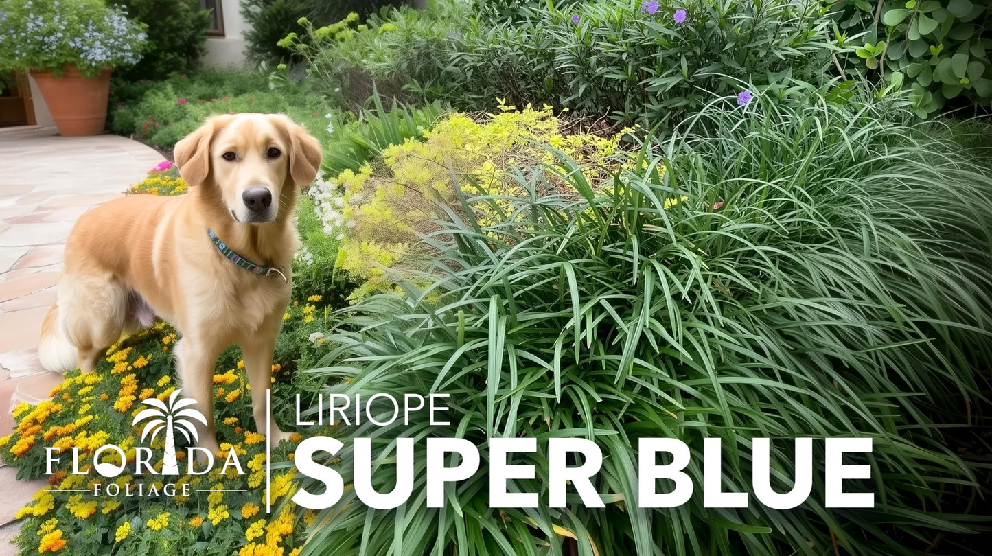 Super Blue Lilyturf - Liriope Muscari - 12 Live 4 Inch Pots - Drought Tolerant Low Maintenance Groundcover Plants
