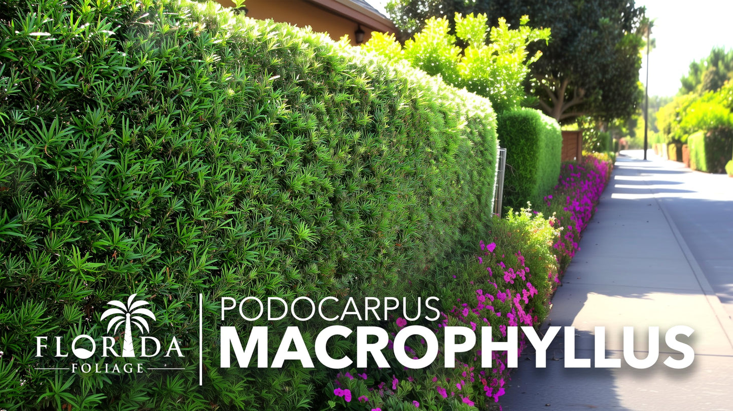Podocarpus Macrophyllus Japanese Yew | 30 Live Plants | Podocarpus macrophyllus | Privacy Hedge Shrub | Evergreen Landscaping Plants for Gardens & Borders