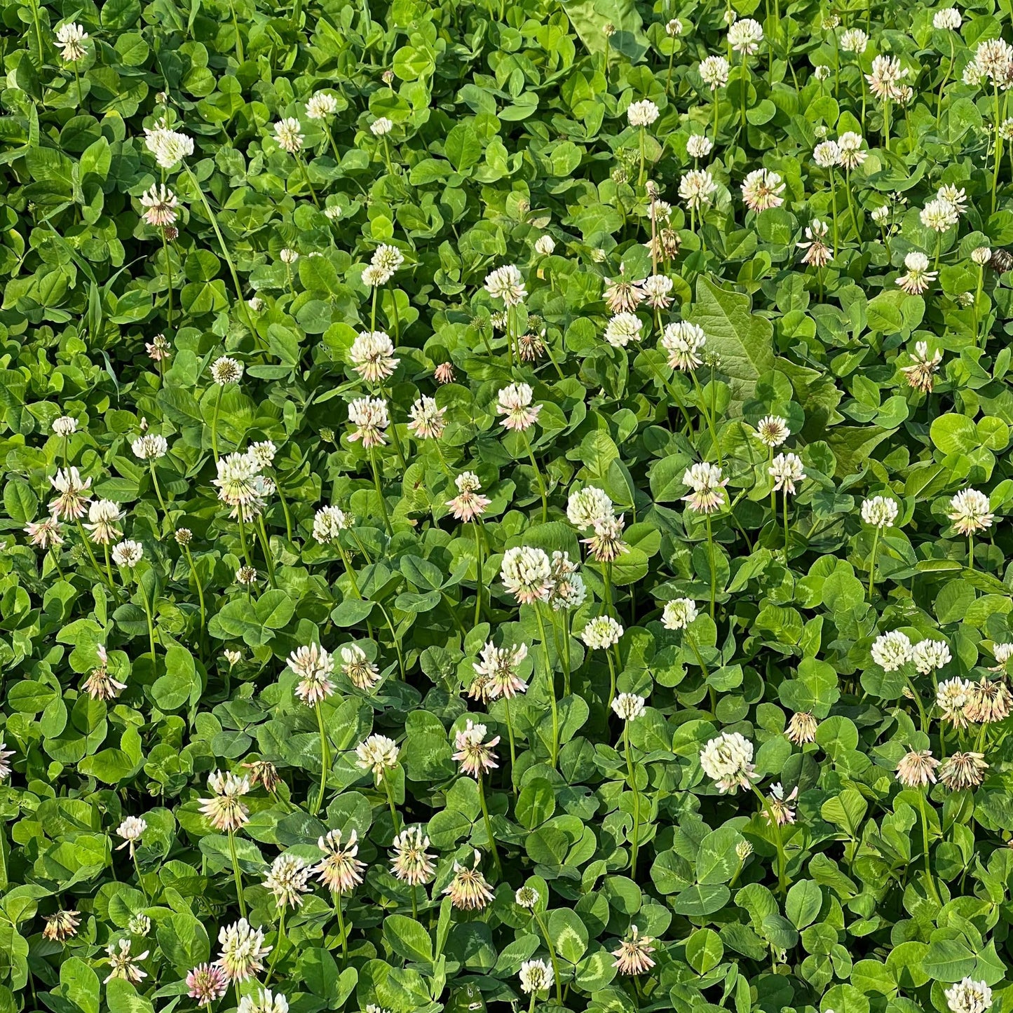 Micro Clover Seed for Lawn - 5 Lb Bulk - ~2 Million Microclover Seeds for Planting - Drought-Tolerant Mini Grass Alternative by Mountain Valley Seed Company