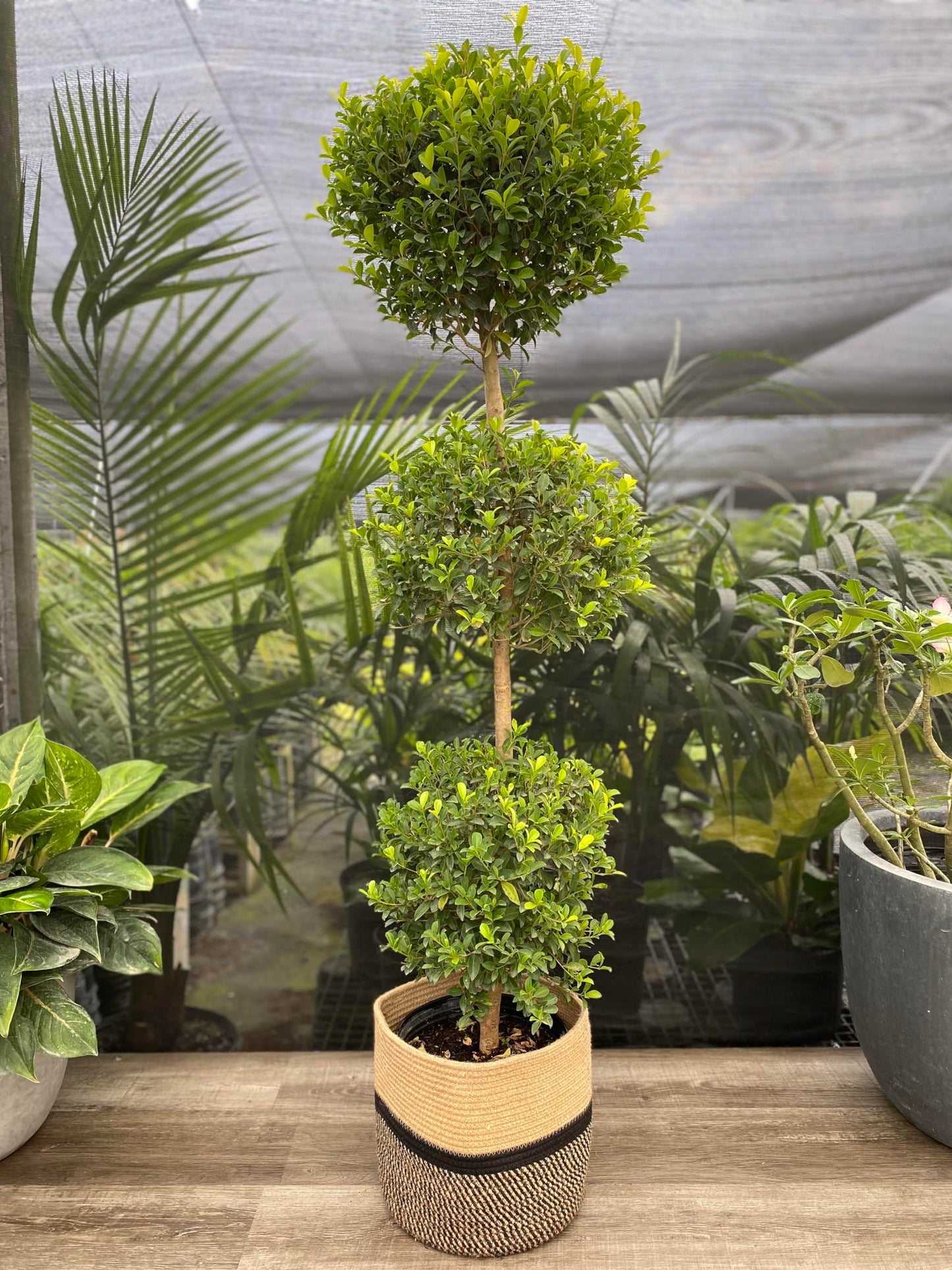 Topiary Eugenia 3-Ball Tree 3gal Pot 4-5ft High