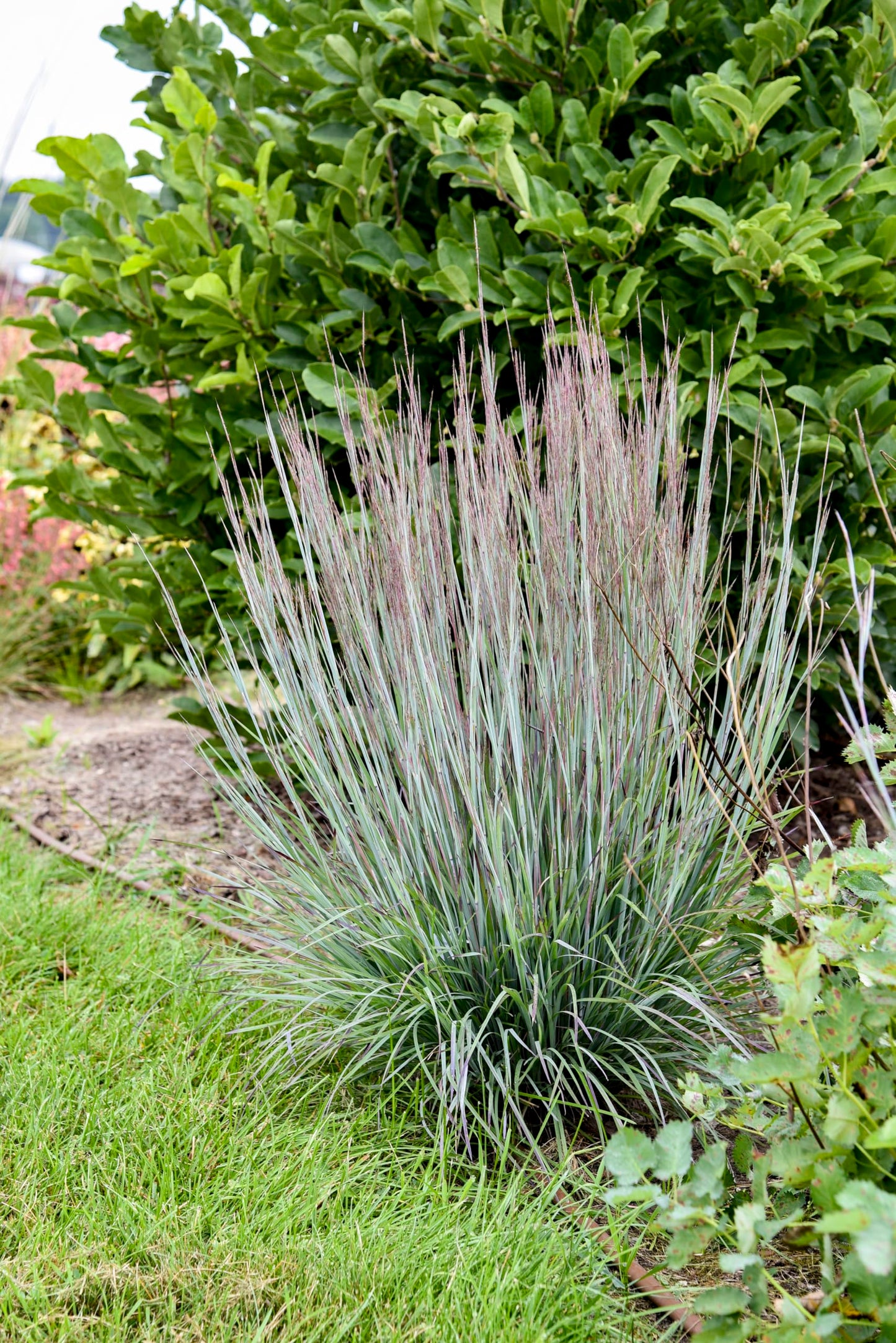 Live Plant from Green Promise Farms - Proven Winners, Schizachyrium scop. Prairie Winds® 'Brush Strokes' Little Bluestem, Blue/red Flowers - #1 Gallon Size Container