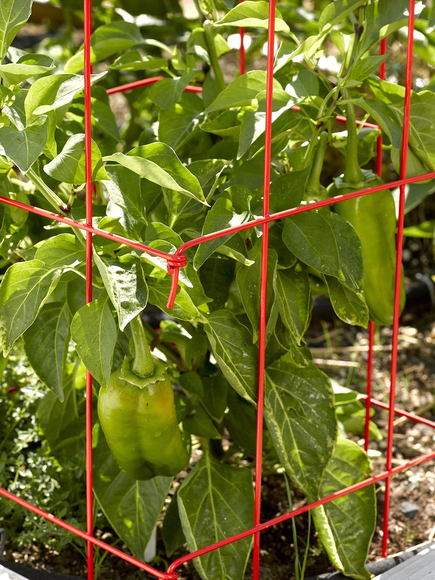 Gardeners Supply Company Pepper and Eggplant Cages Plant Stand | Heavy Gauge Sturdy Garden Plants Support for Eggplants Peppers and Other Climbing Plants | No Assembly Needed | Green 24"H (Set of 3)