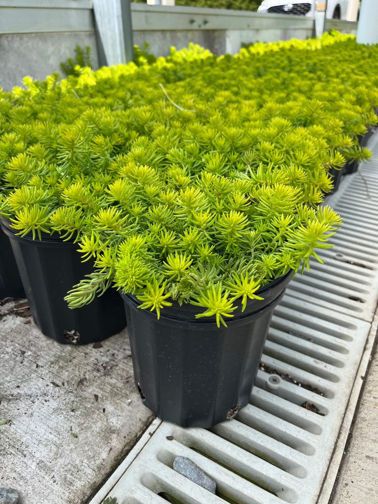 Perennial Farm Marketplace Sedum rupestre ‘Prima Angelina’ (Stonecrop) Live Perennial, Size-Quart, Golden Foliage