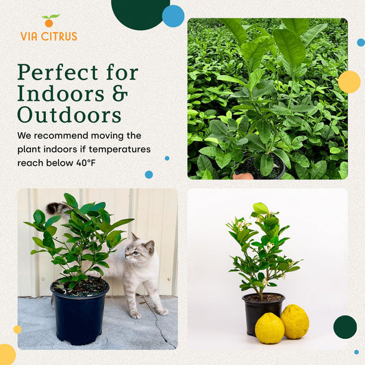 Ponderosa Lemon Tree Live Plants 13" - 22" Tall Indoor Outdoor Fruit Tree Plant Growing, Live Citrus Plant Mothers Day Gift for Mom Home Garden Patio Use, Cannot Ship CA AL AZ TX LA by Via Citrus