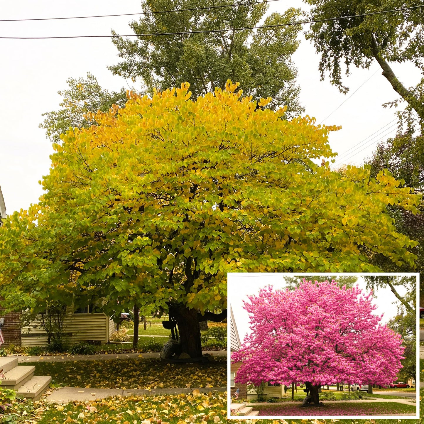 Purple Redbud Tree in Quart Pot, Hardy Red Bud Trees, Purple Flowering Tree, Winter Dormant, Border and Garden Planting