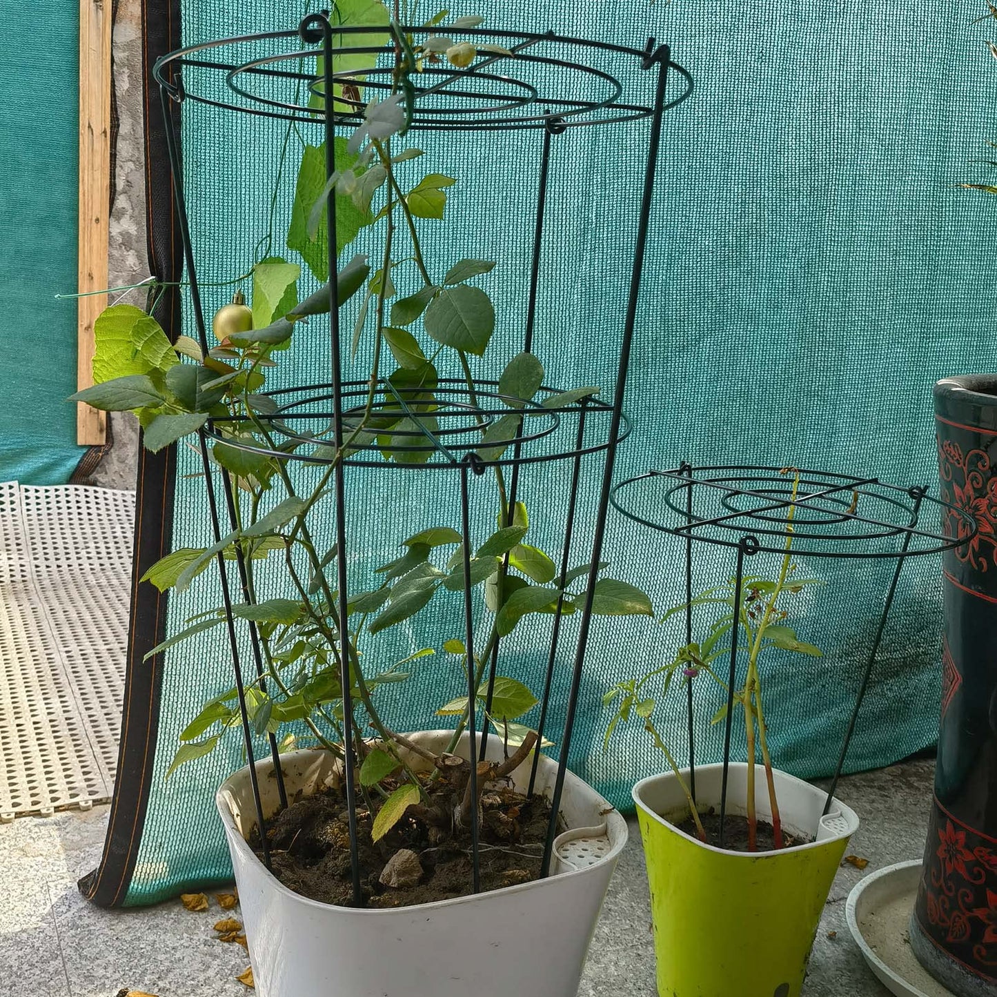 TCBWFY 4 Sets Peony Support Cage,10" Dia.x16 High Grow Through Hoops Grids with 4pcs Thickened 3.5mm Legs,Heavy Duty Metal Plant Support Brace,Flower Strong Support Ring for Heavy Blossoms