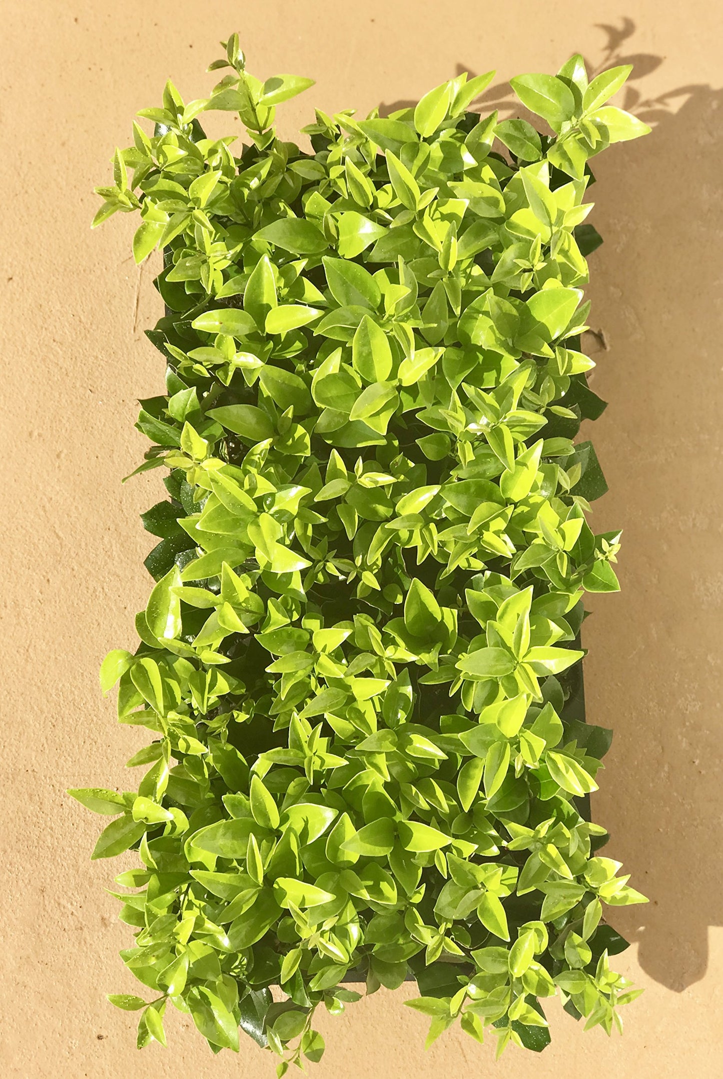 Ligustrum Waxleaf Privet - 20 Live Plants - Evergreen Privacy Hedge