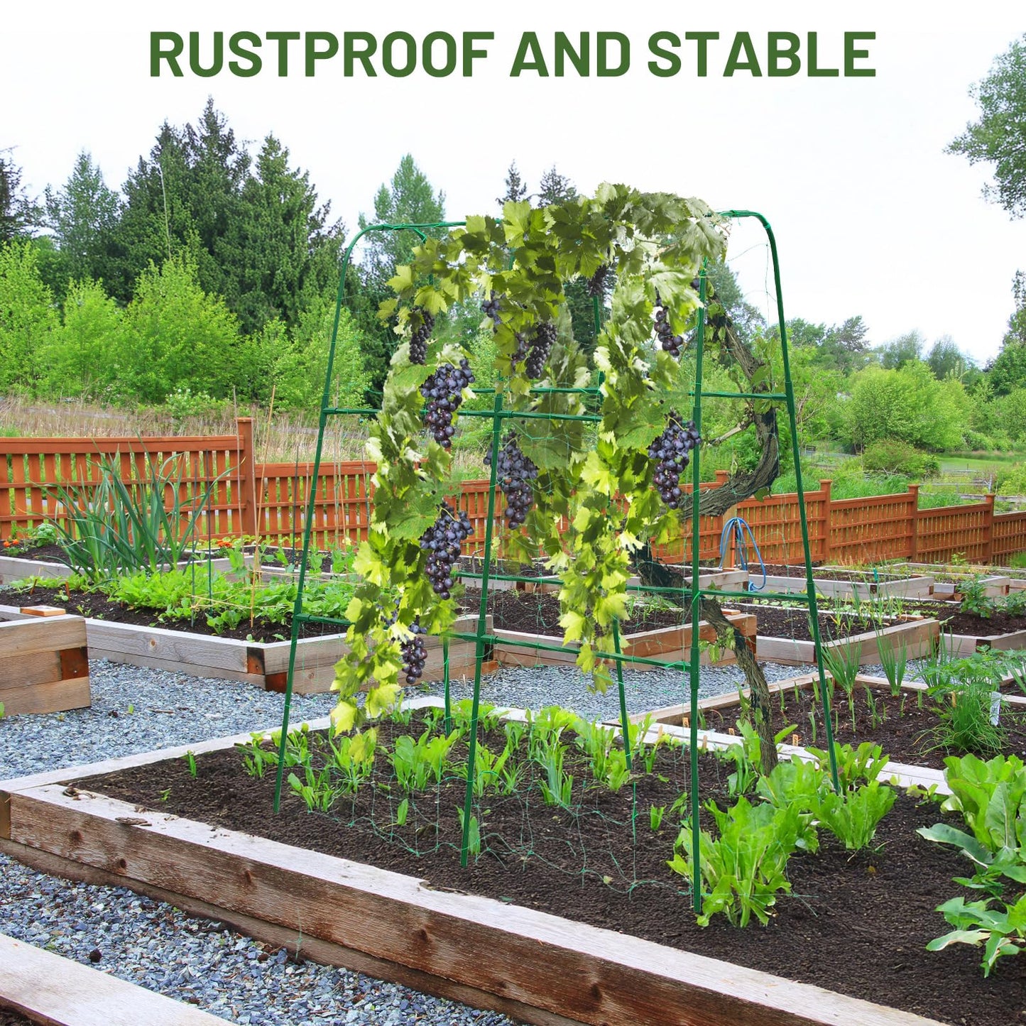 PHENEAHILL Compact U-Shaped Plant Trellis for Peas, Beans & Light Climbing Plants - Rust-Resistant, Foldable Design, Lightweight Steel, Ideal for Raised Beds & Patio Gardens(31" W x 47" H)