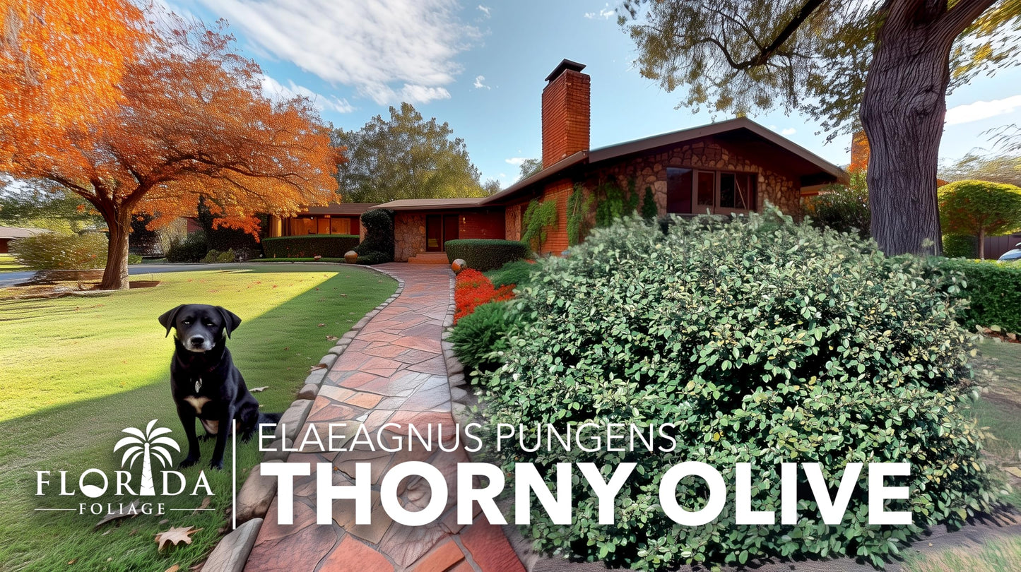 Elaeagnus Pungens I 10 Live Plants I Thorny Olive I Hardy Evergreen Shrub with Fragrant Blooms, Perfect for Hedges, Screening & Ornamental Garden Display