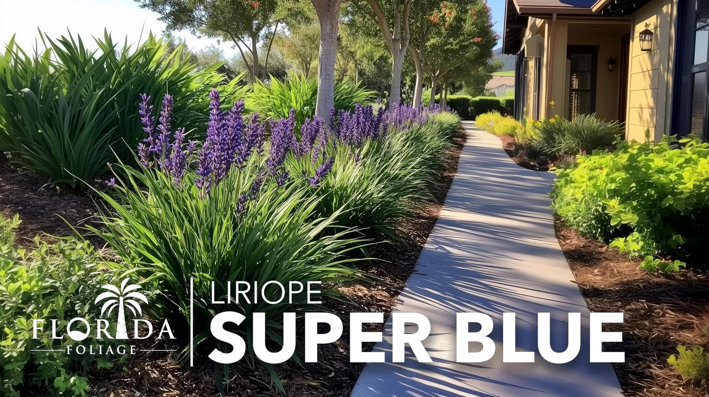 Super Blue Liriope Muscari - 3 Live Plants - Evergreen Ground Cover Grass