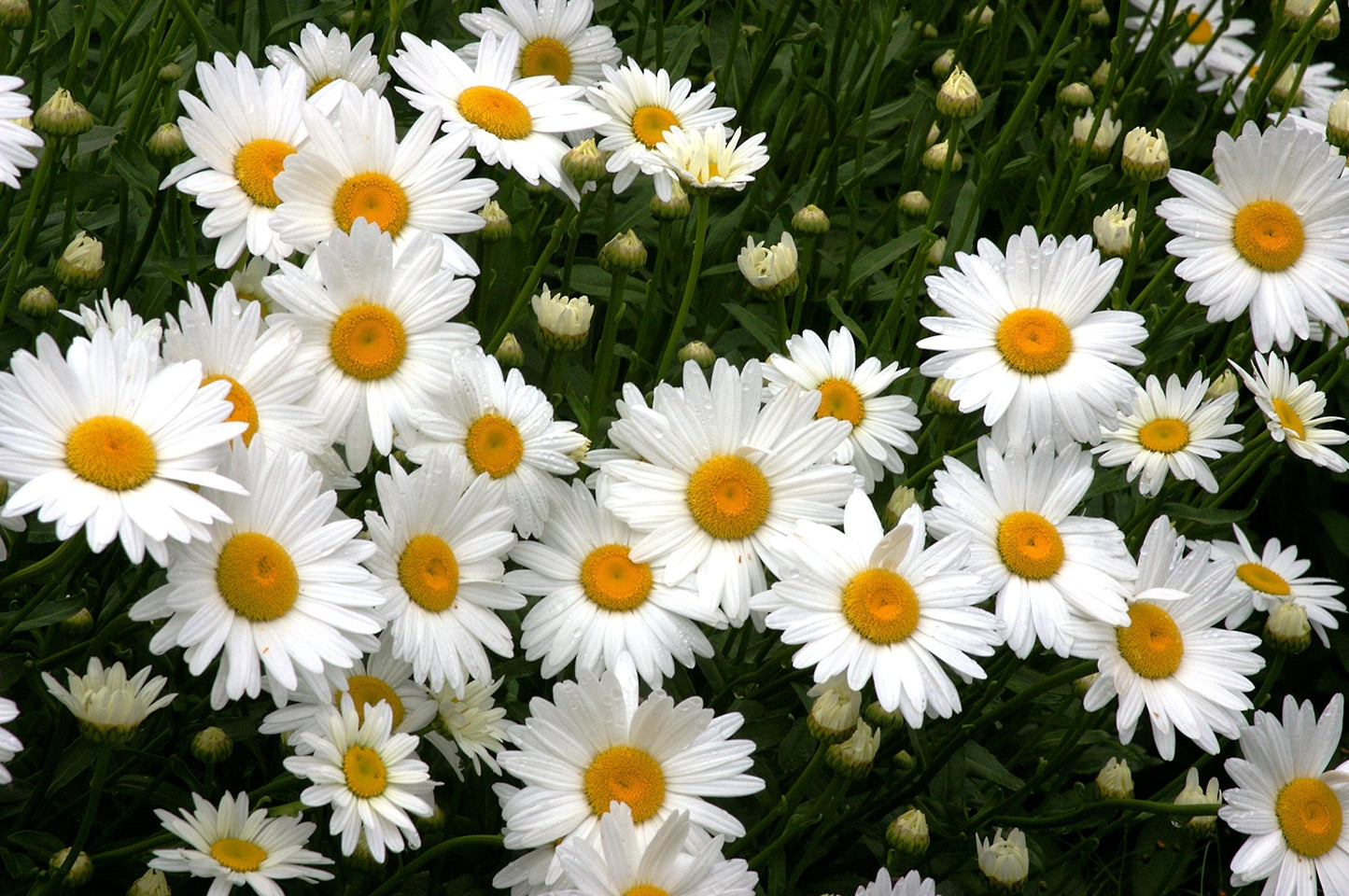 Shasta Daisy - Becky (Leucanthemum x superbum 'Becky')