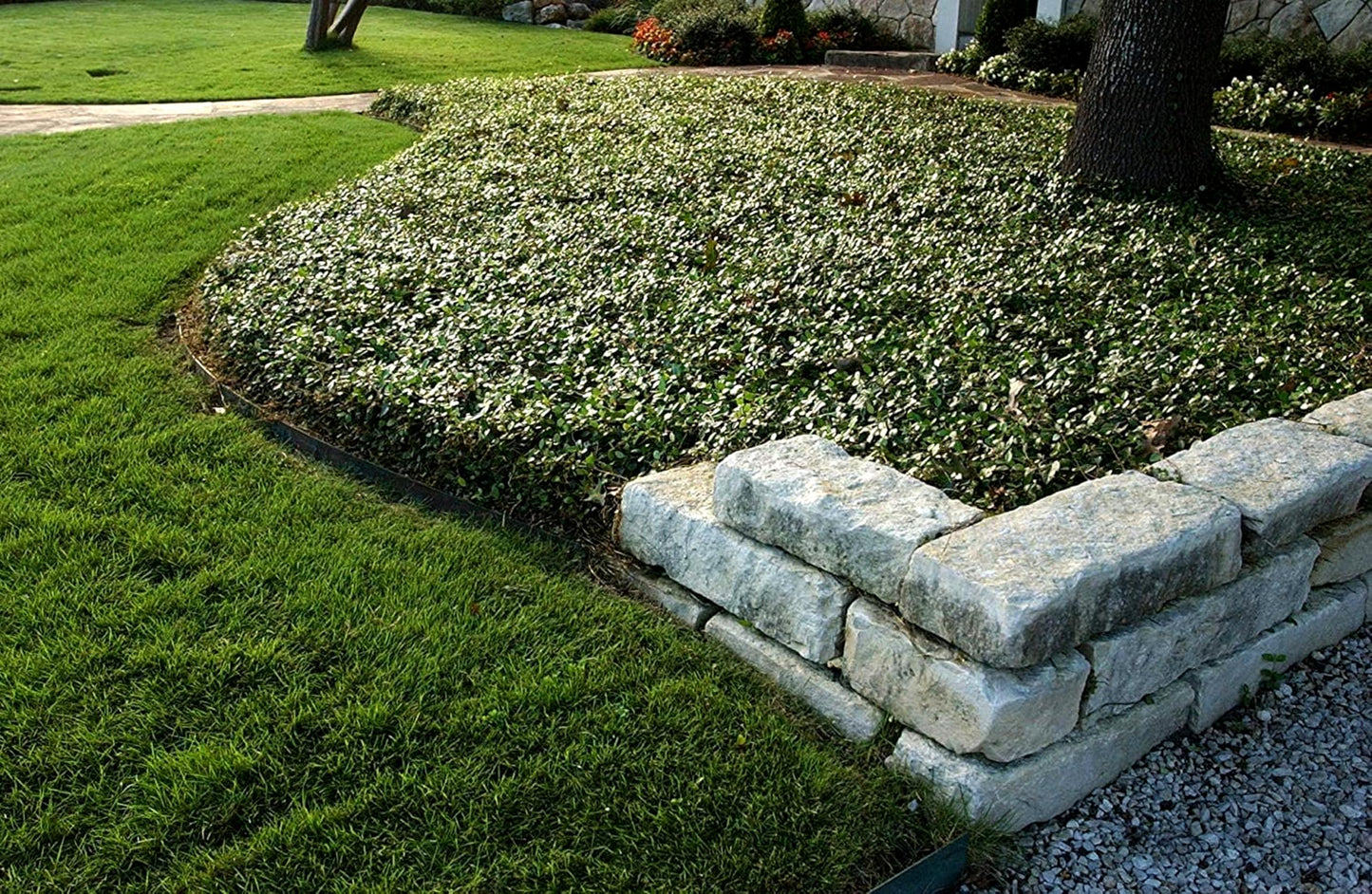 Asiatic Jasmine Minima | 3 Live Plants | Trachelospermum Asiaticum | Ground Cover, Fast Growing, Low Maintenance Evergreen, Cold Hardy, Drought Tolerant, Dense Growth, Landscaping