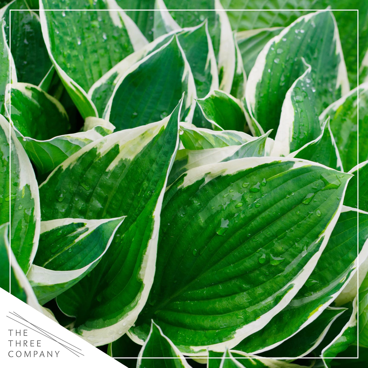 Live Perennial Hosta - Assorted Varieties (3 Plants Per Pack) Beautiful Accent Plant, 10" Tall by 4" Wide in 1 Qt Pot