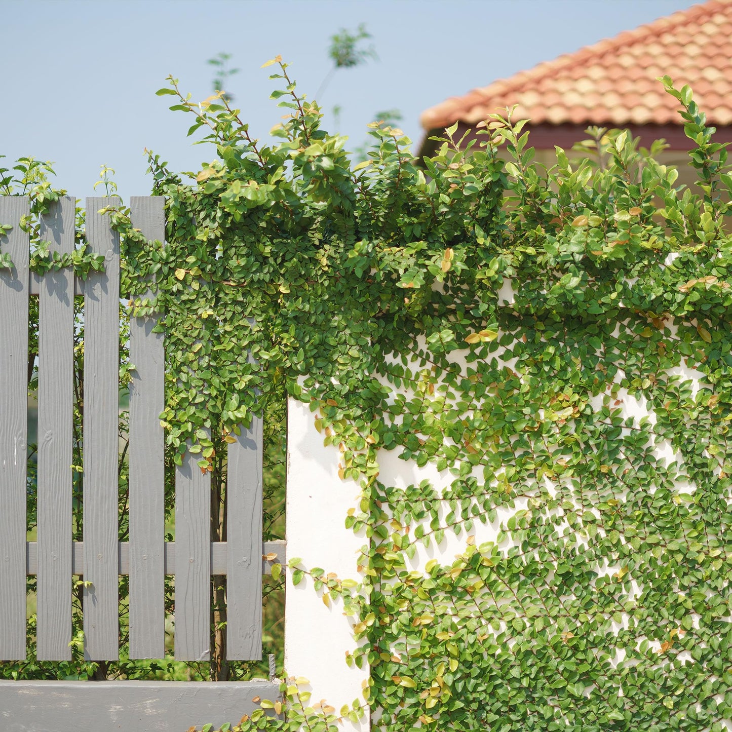 Perfect Plants Creeping Fig 1 Gallon | Live Shrub for Landscaping | Evergreen Vine Grows on Walls, Arbors, or Trellis