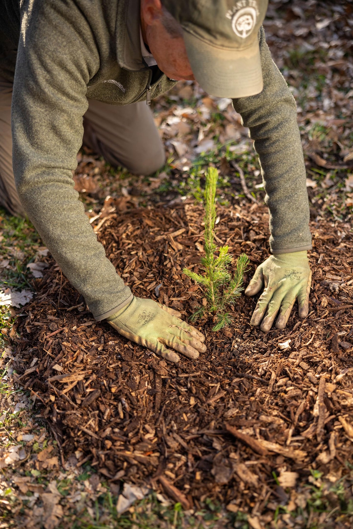 Black Spruce Live Tree Plug Seedlings | 6"-12" | Arbor Day Foundation (5-Pack)