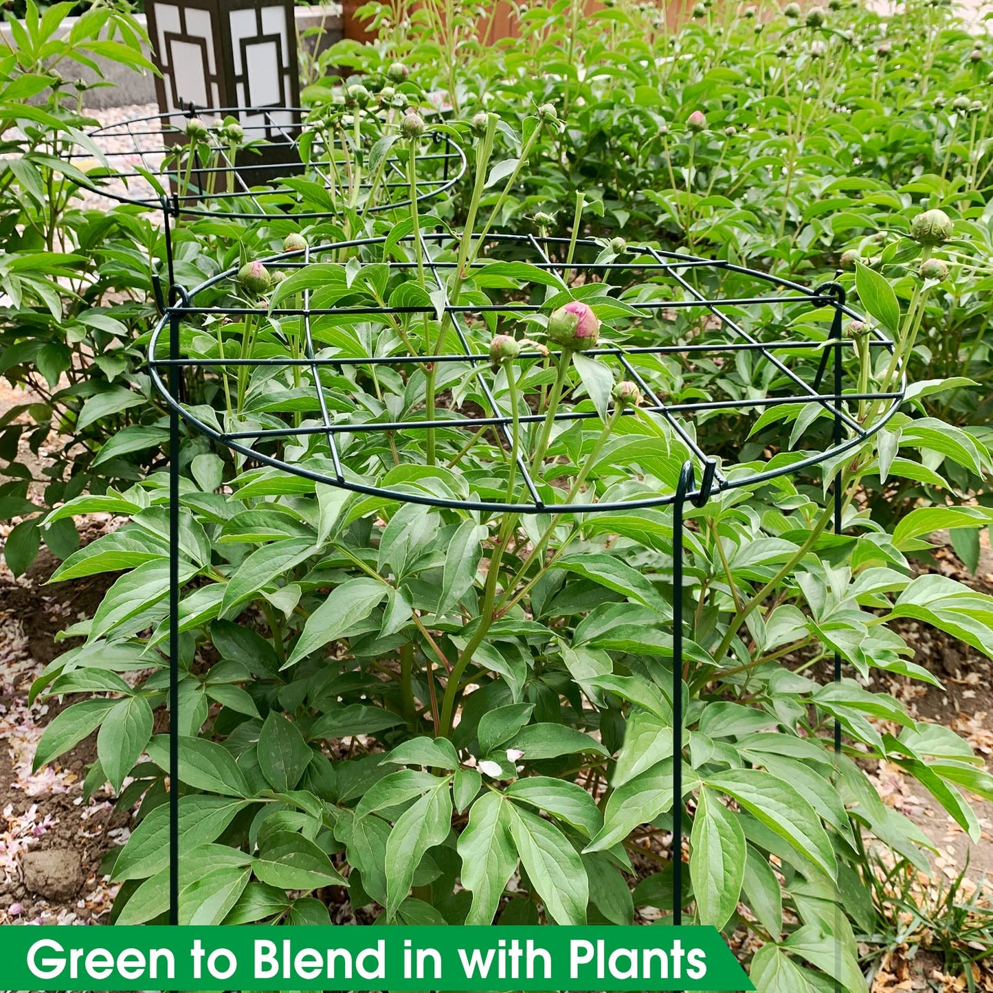 Sekcen 6 Pack 16 x 24 Inch Peony Support Cage Grow Through Plant Supports for Outdoor Plants Peony Ring Hoop Grow Through Grid Stakes