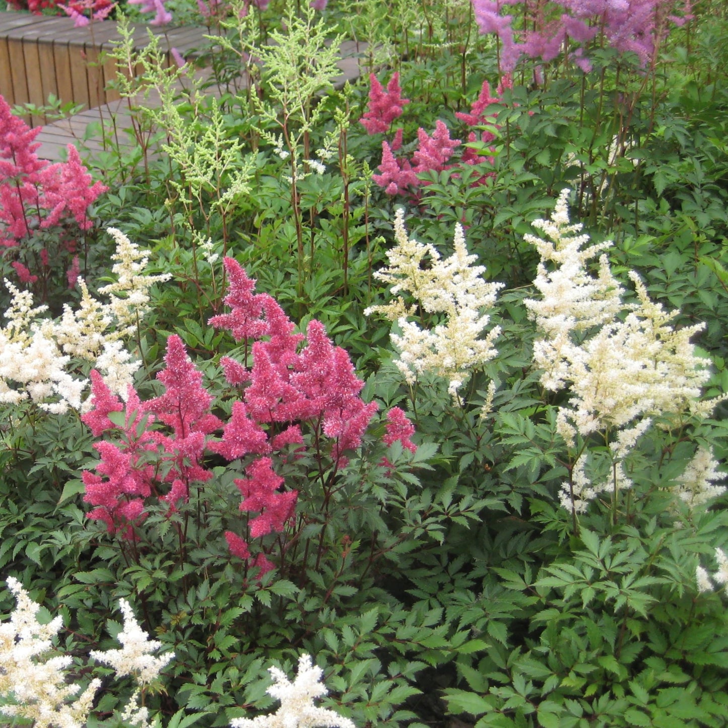 Giant Plume Assorted Astilbe Flowers - 3, 6, or 9 Bulbs -Attracts Butterflies, Bees & Hummingbirds - Great Gardening Gift (3 Bulbs)