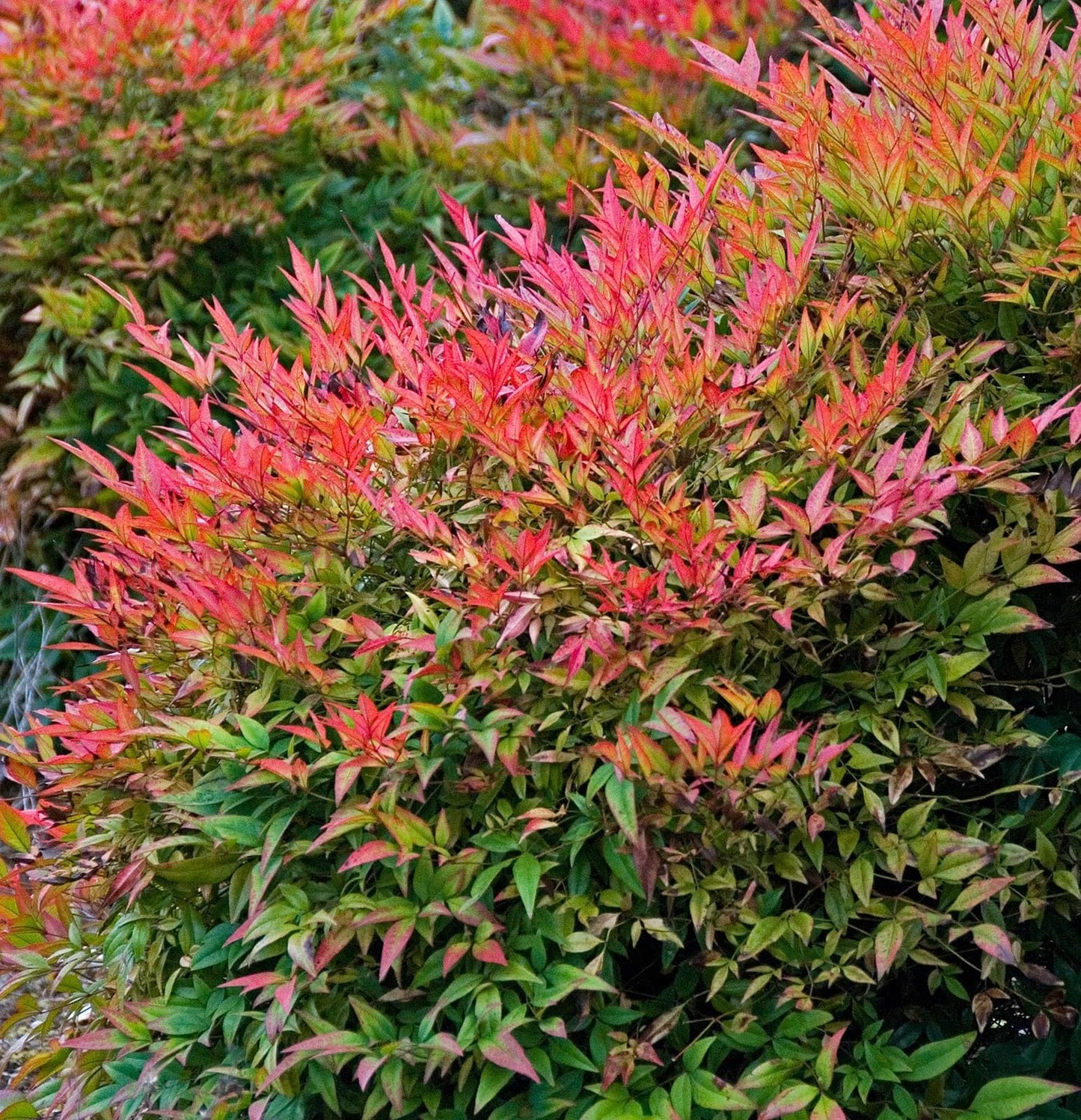 Live Plant - Heavenly/Sacred Bamboo Shrub, 6-10" Tall Live Plant, 2.5" Pot, Nandina domestica